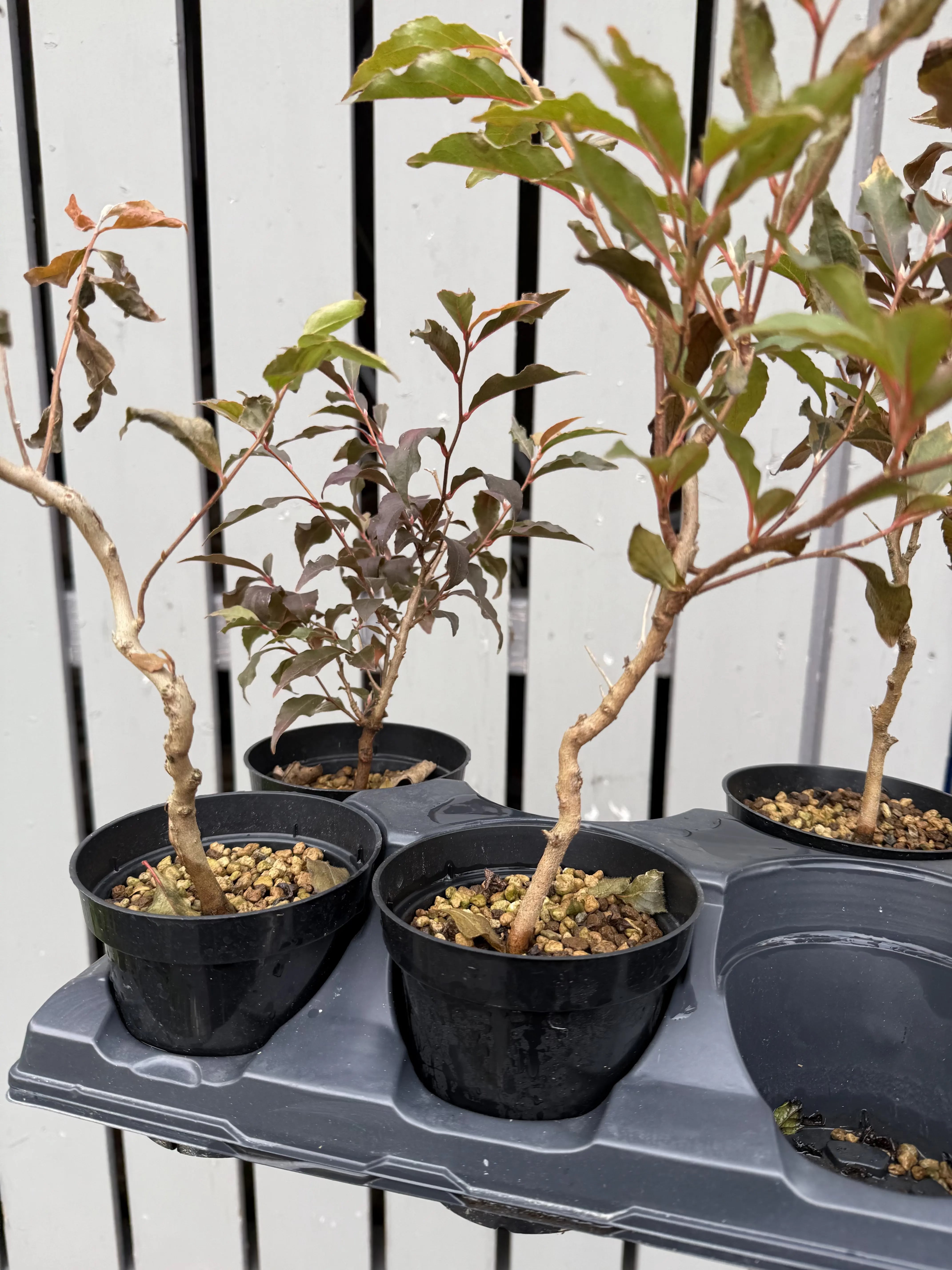 Stewartia #1-8 Canada Bonsai