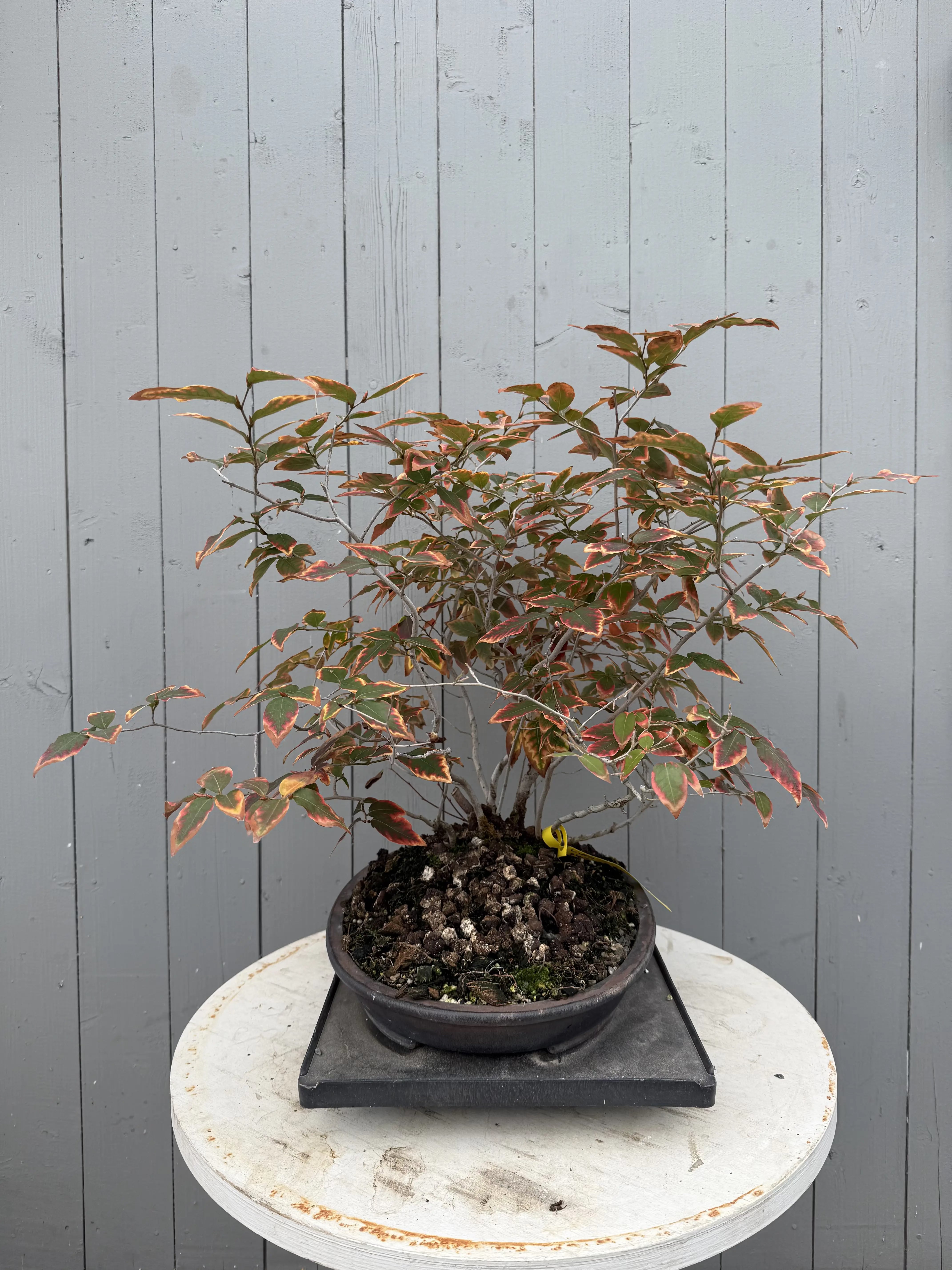 Lindera glauca (antique pot) Canada Bonsai