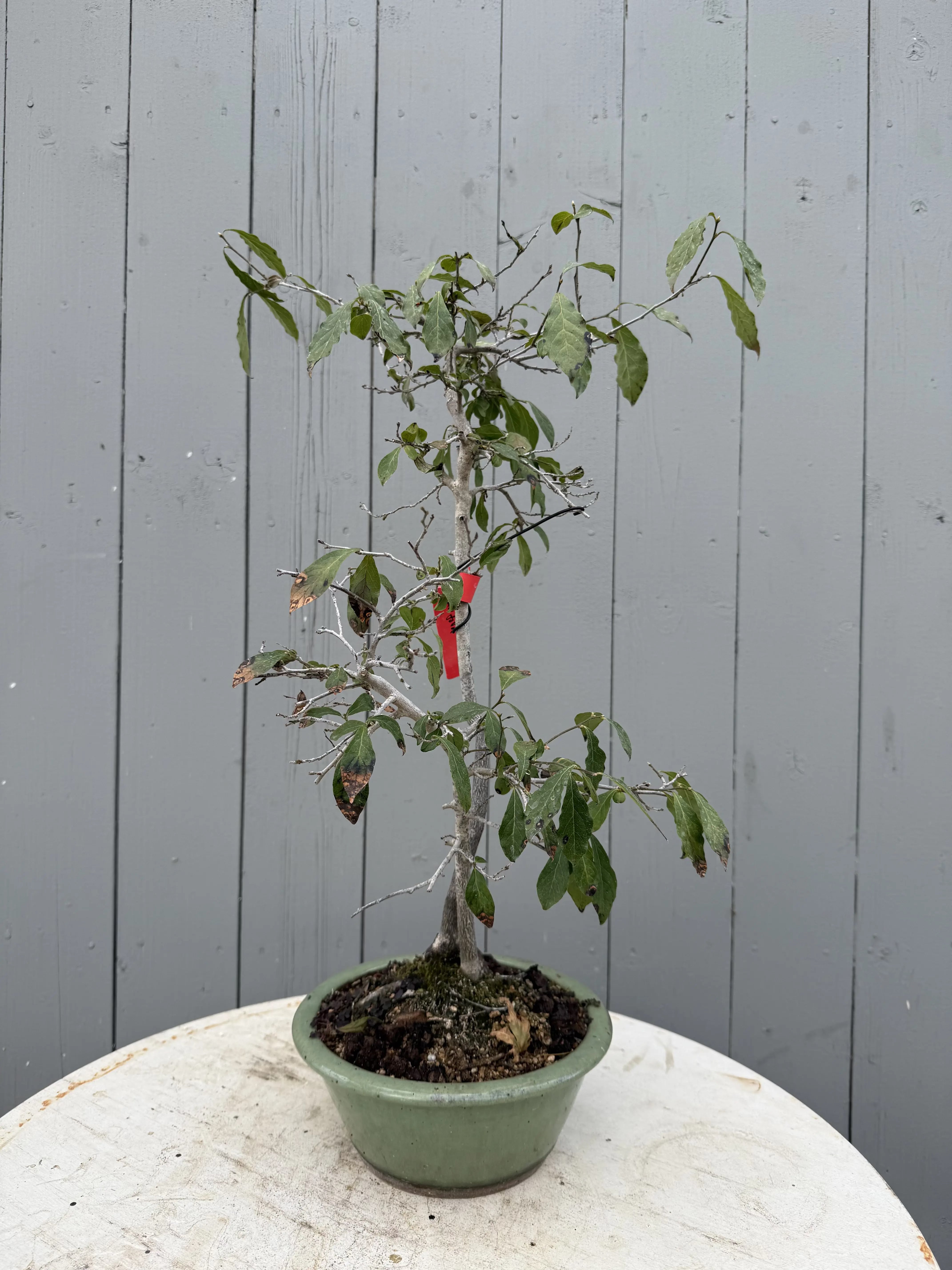 Diopsyros rhombifolia Canada Bonsai