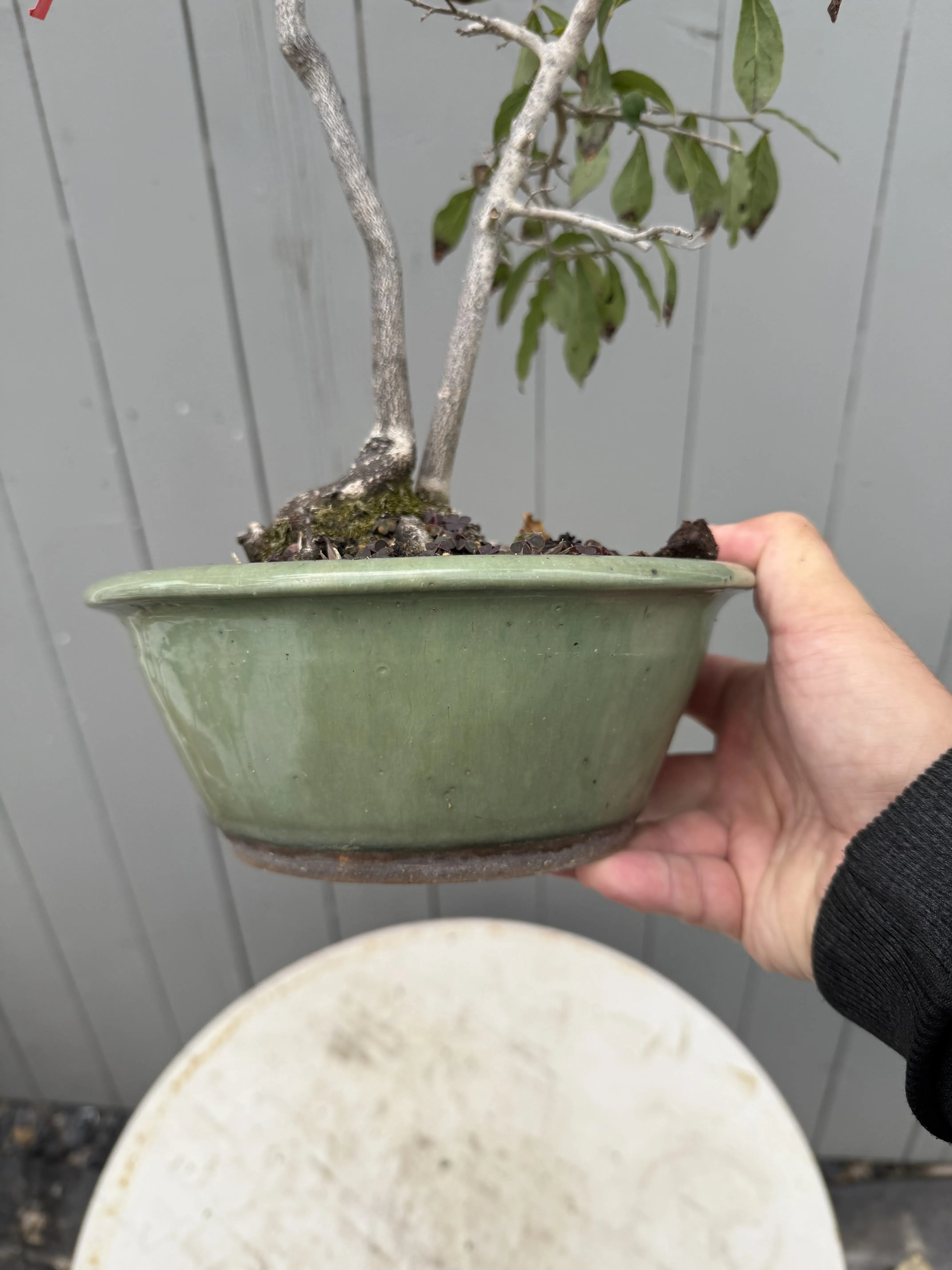 Diopsyros rhombifolia Canada Bonsai