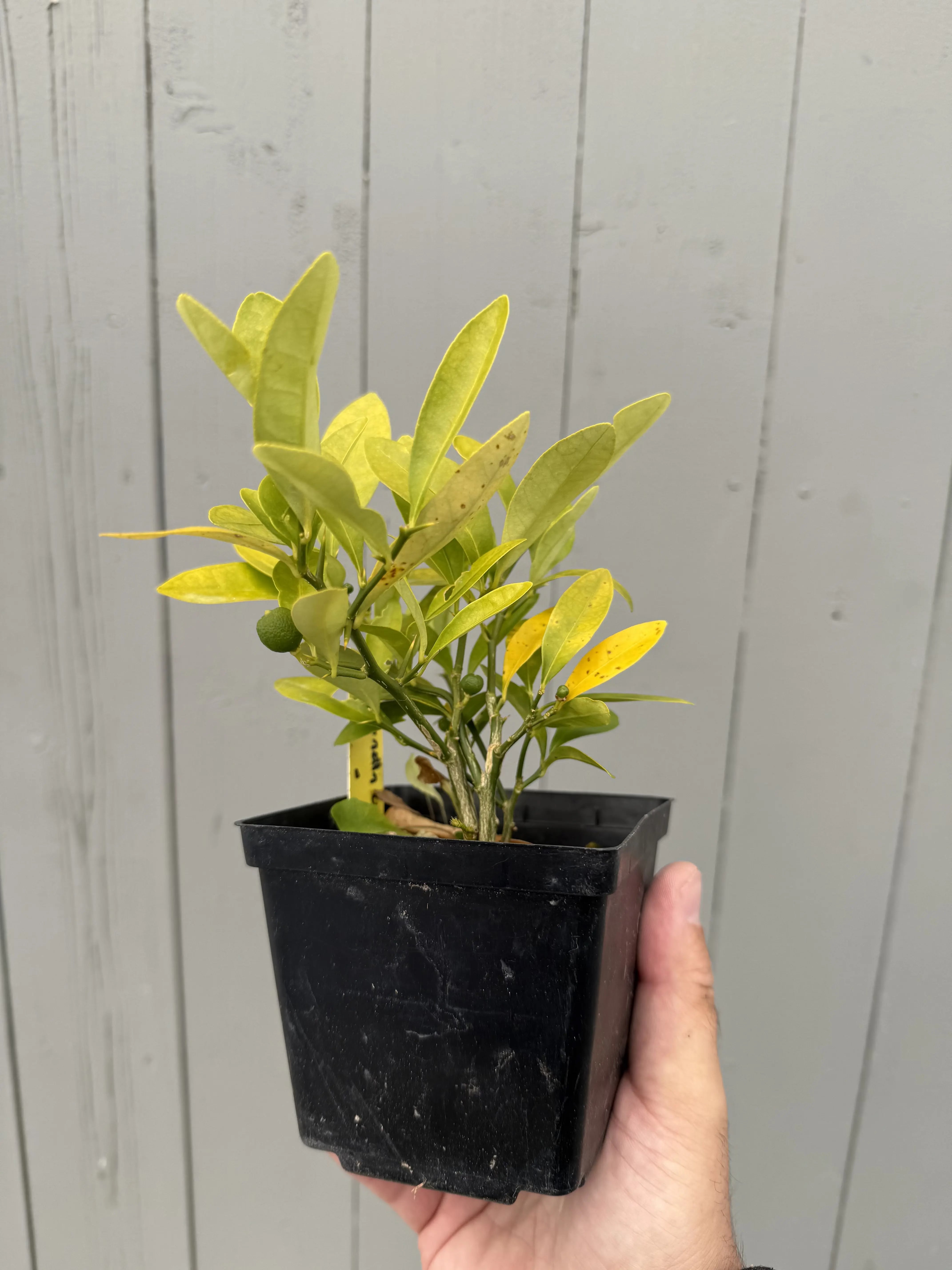 Fortunella hindsii #4 Canada Bonsai