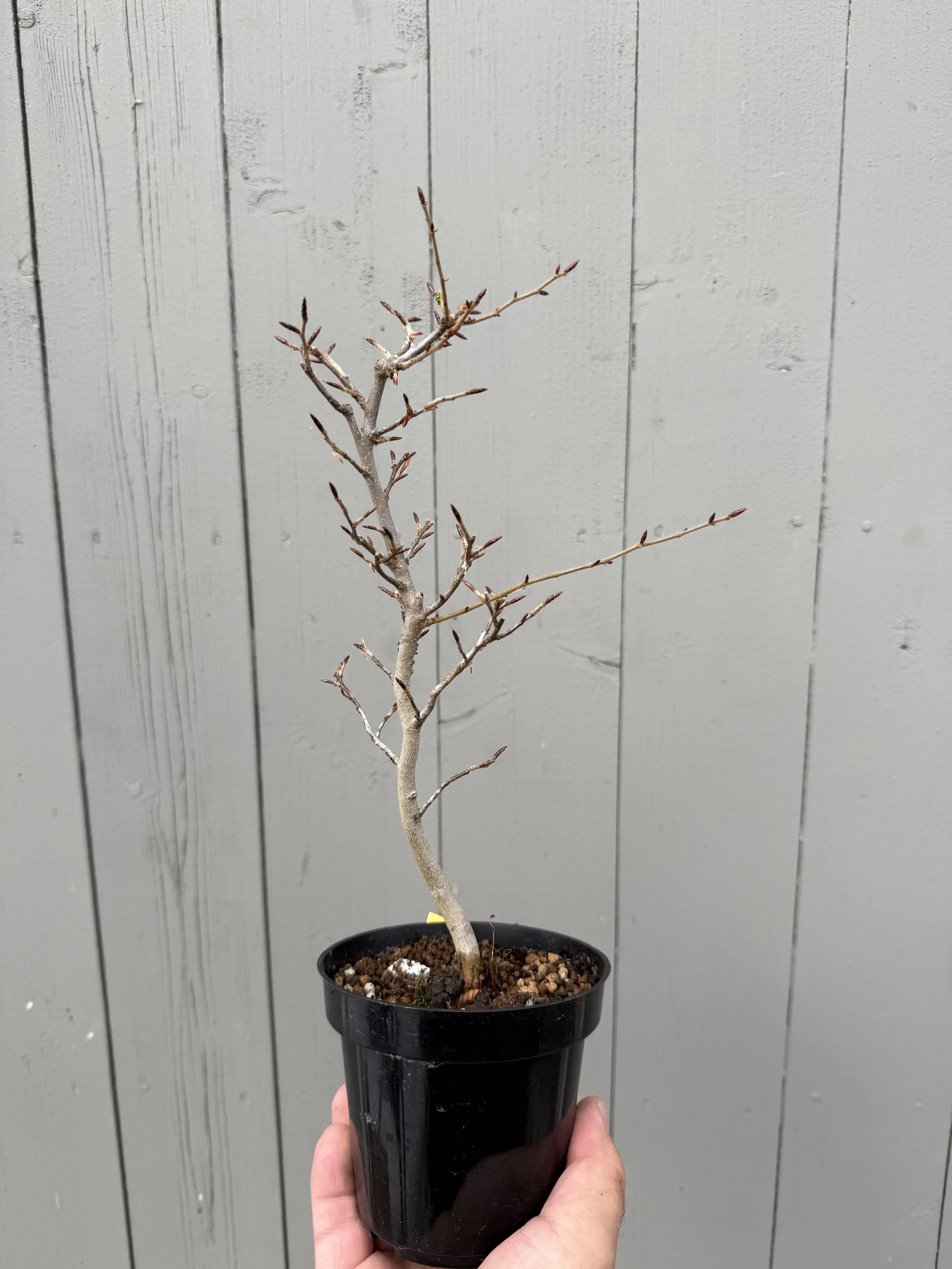 Fagus crenata Canada Bonsai
