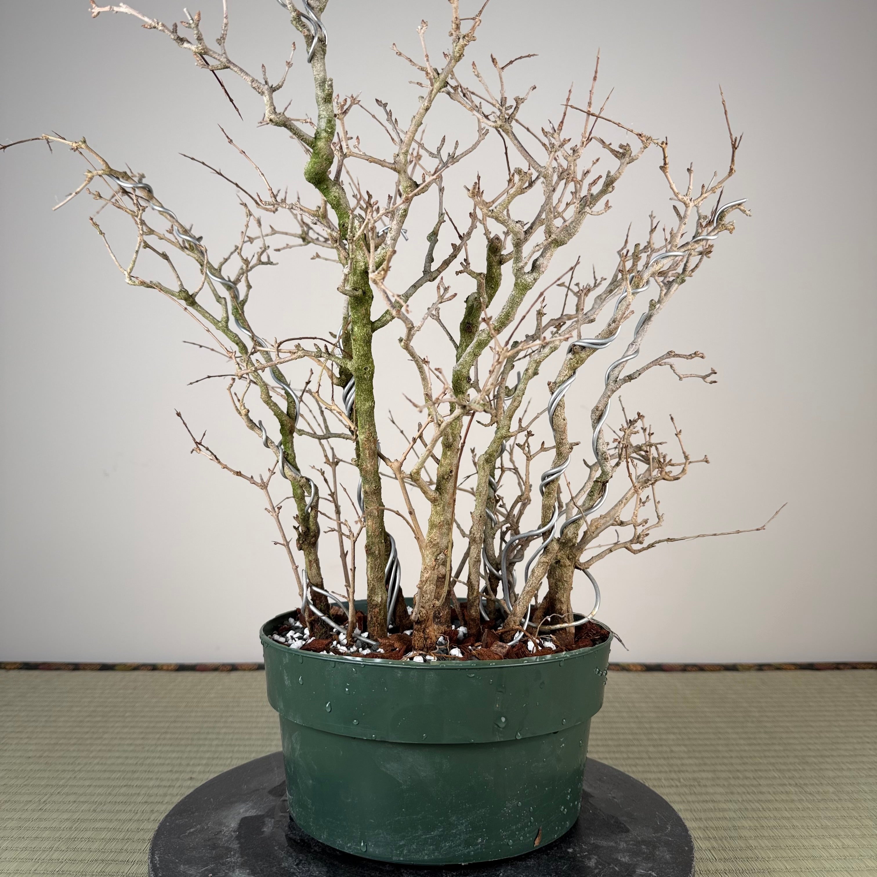 Punica granatum