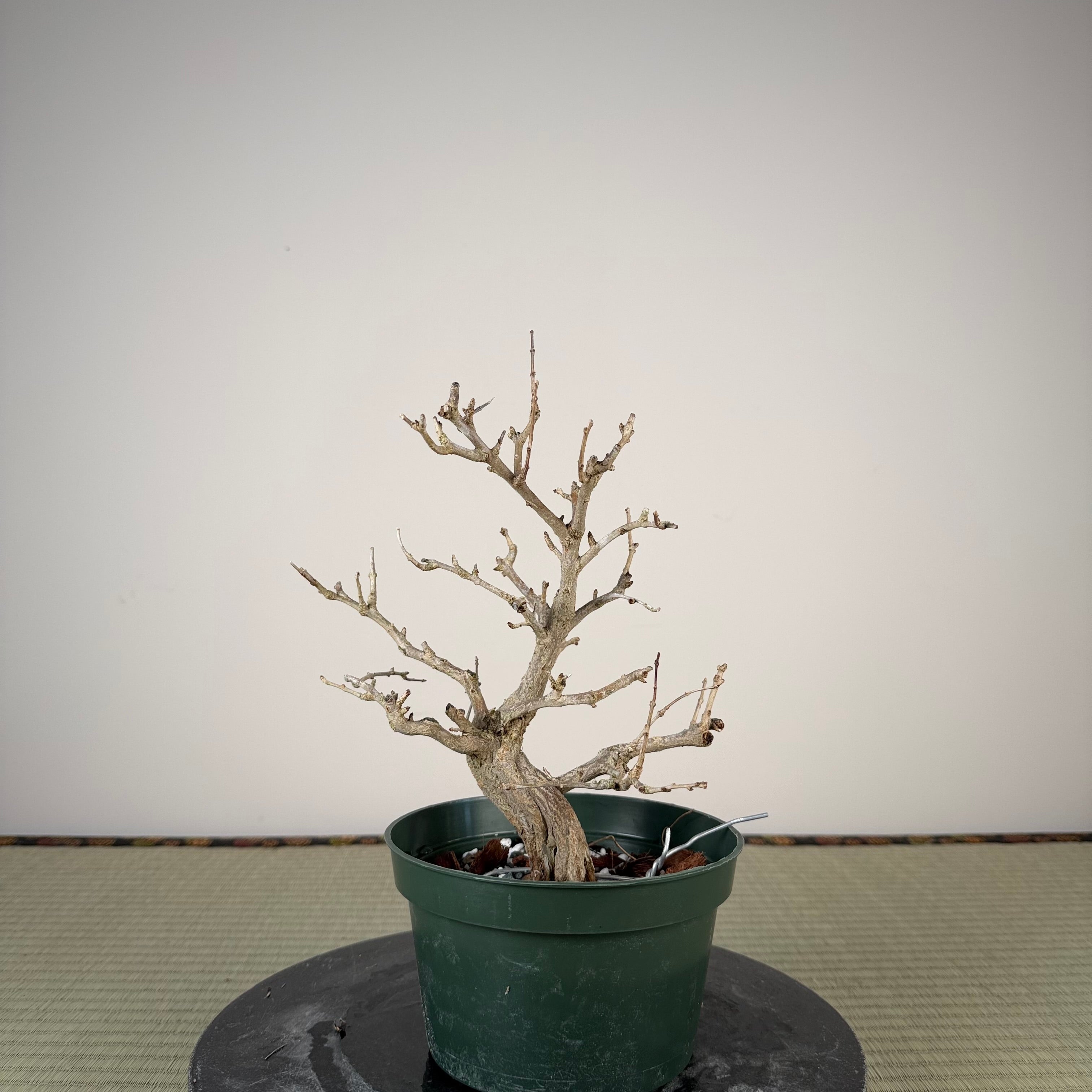 Punica granatum
