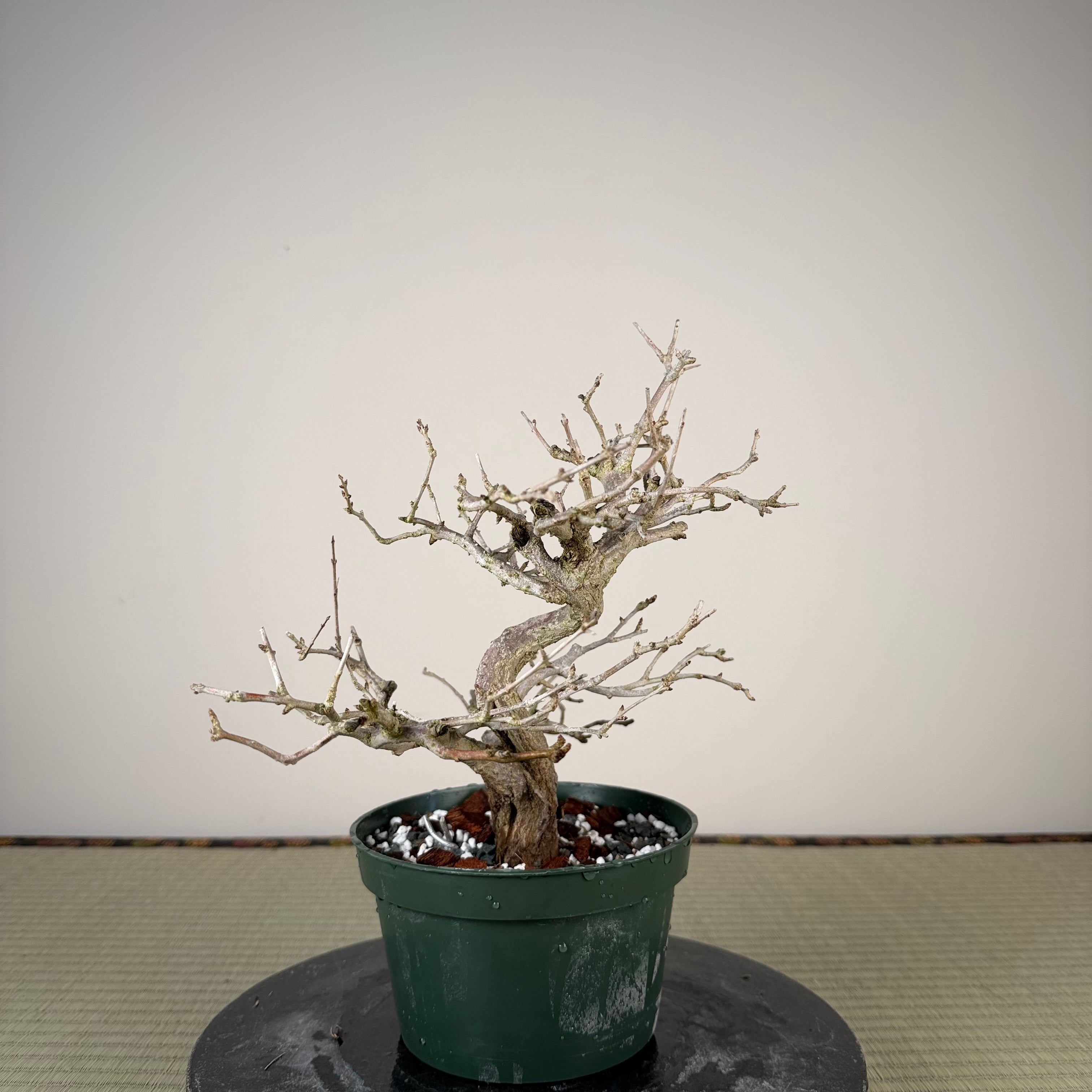 Punica granatum