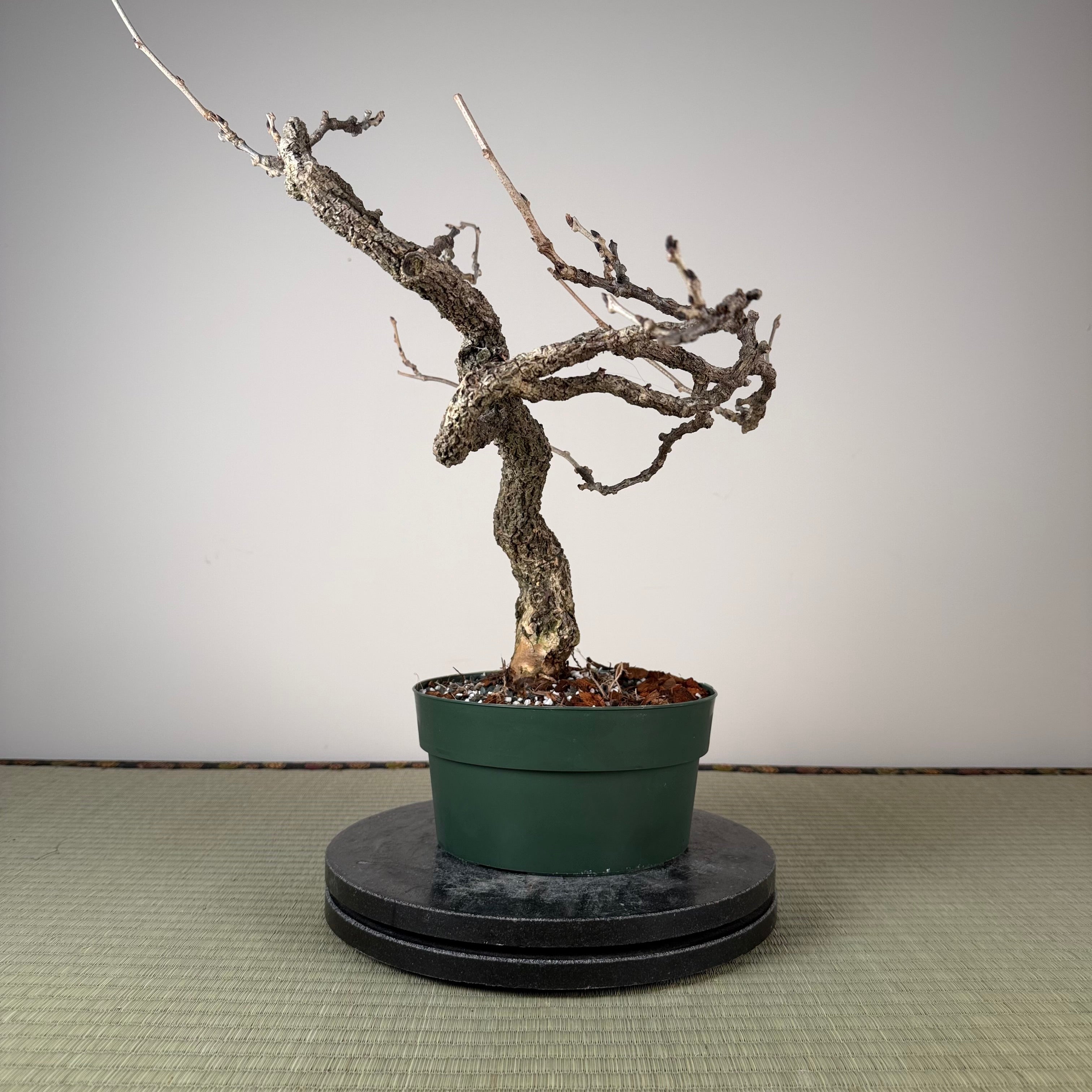 Wisteria floribunda