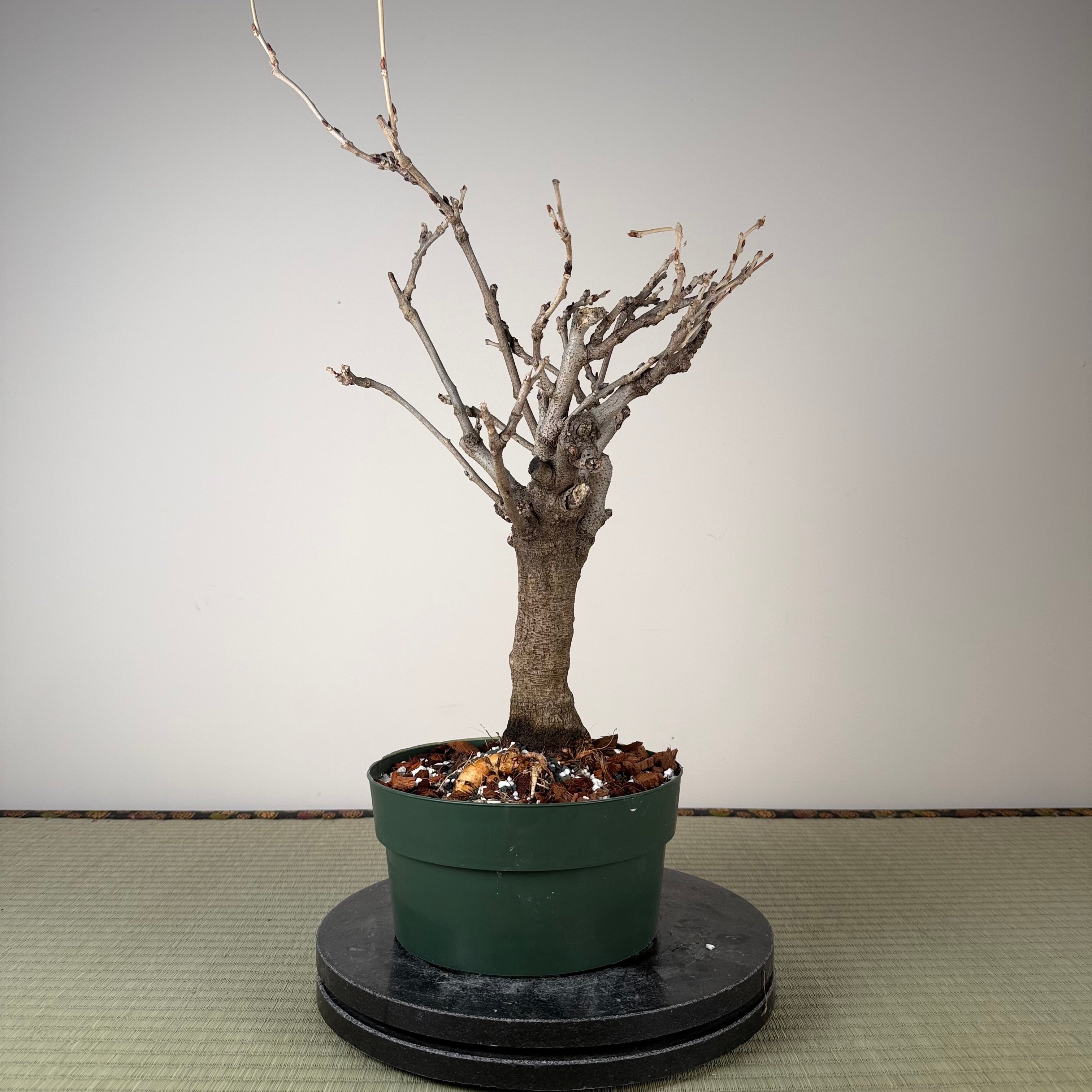 Wisteria floribunda