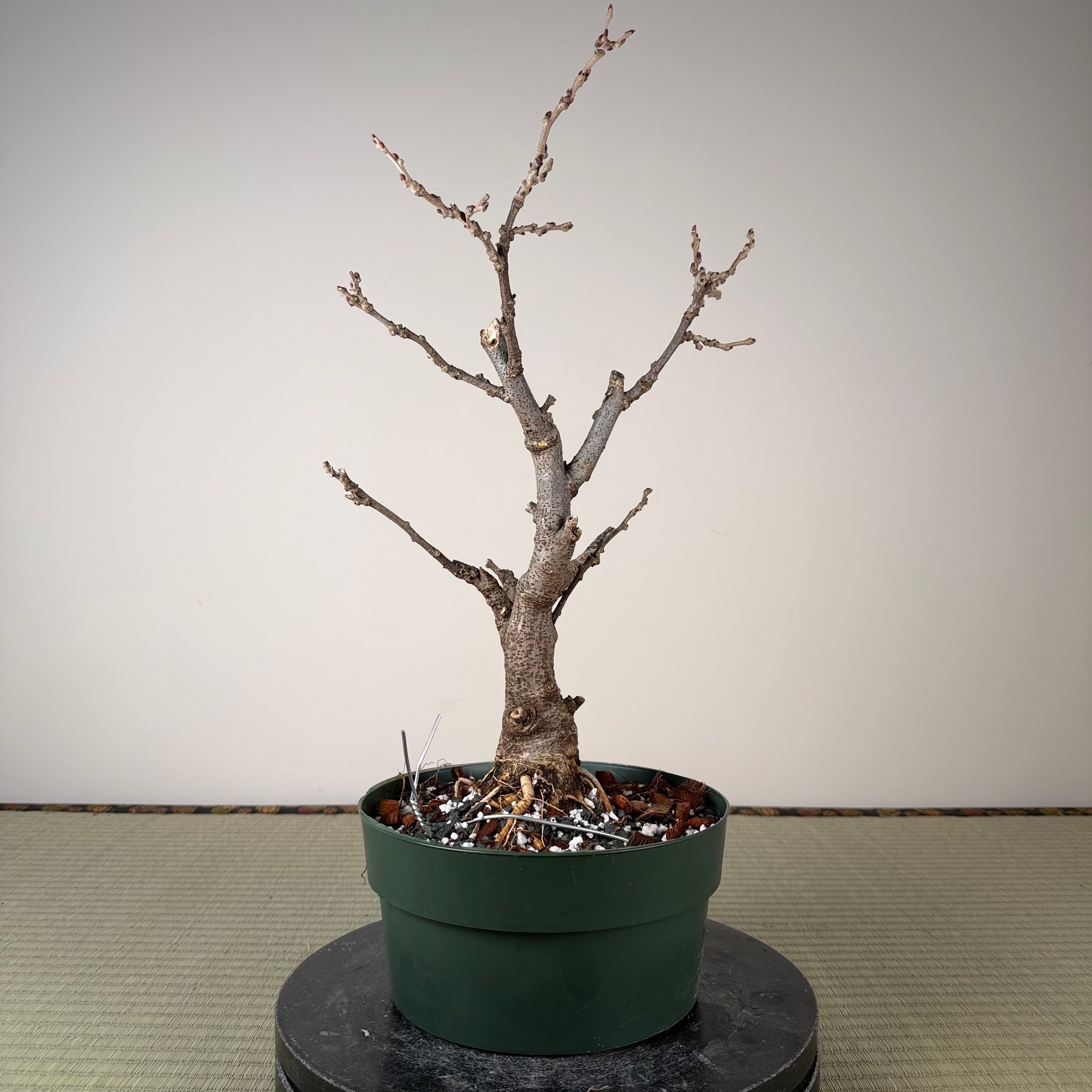 Wisteria floribunda