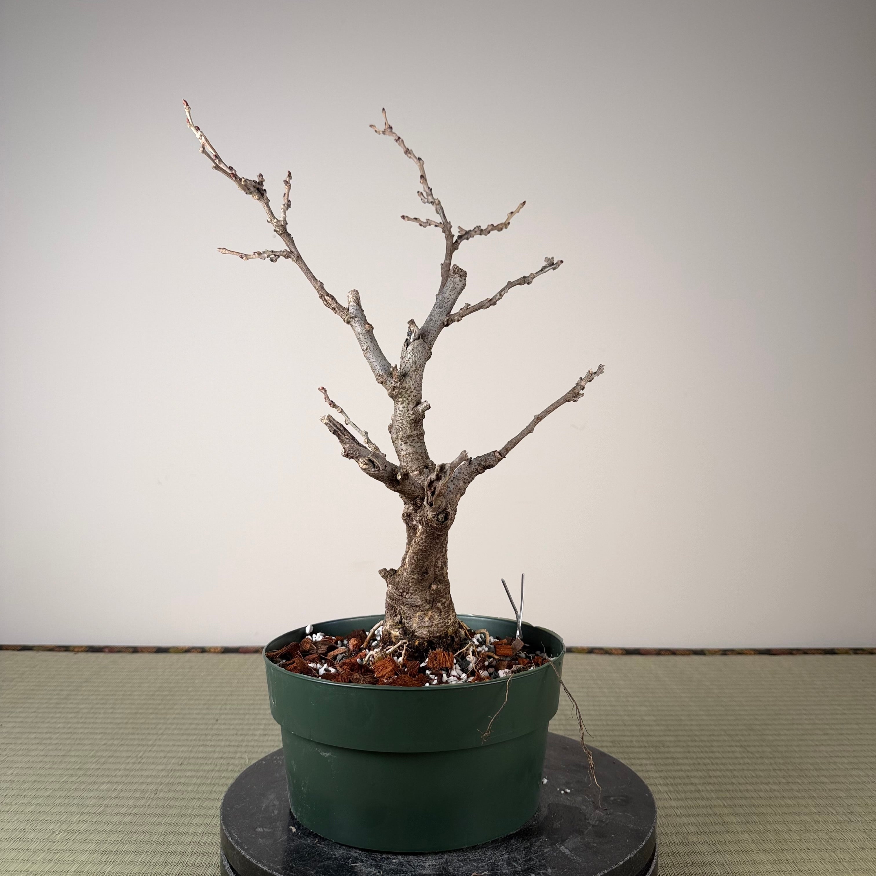 Wisteria floribunda