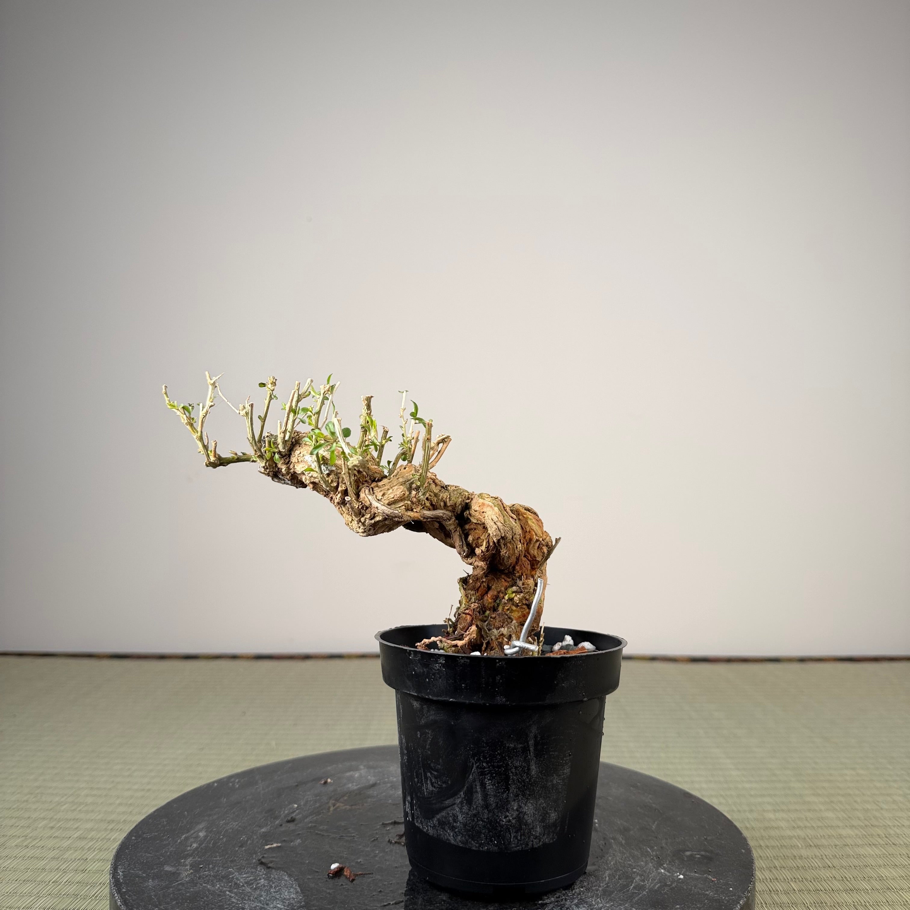 Lycium chinense (au choix du chef)