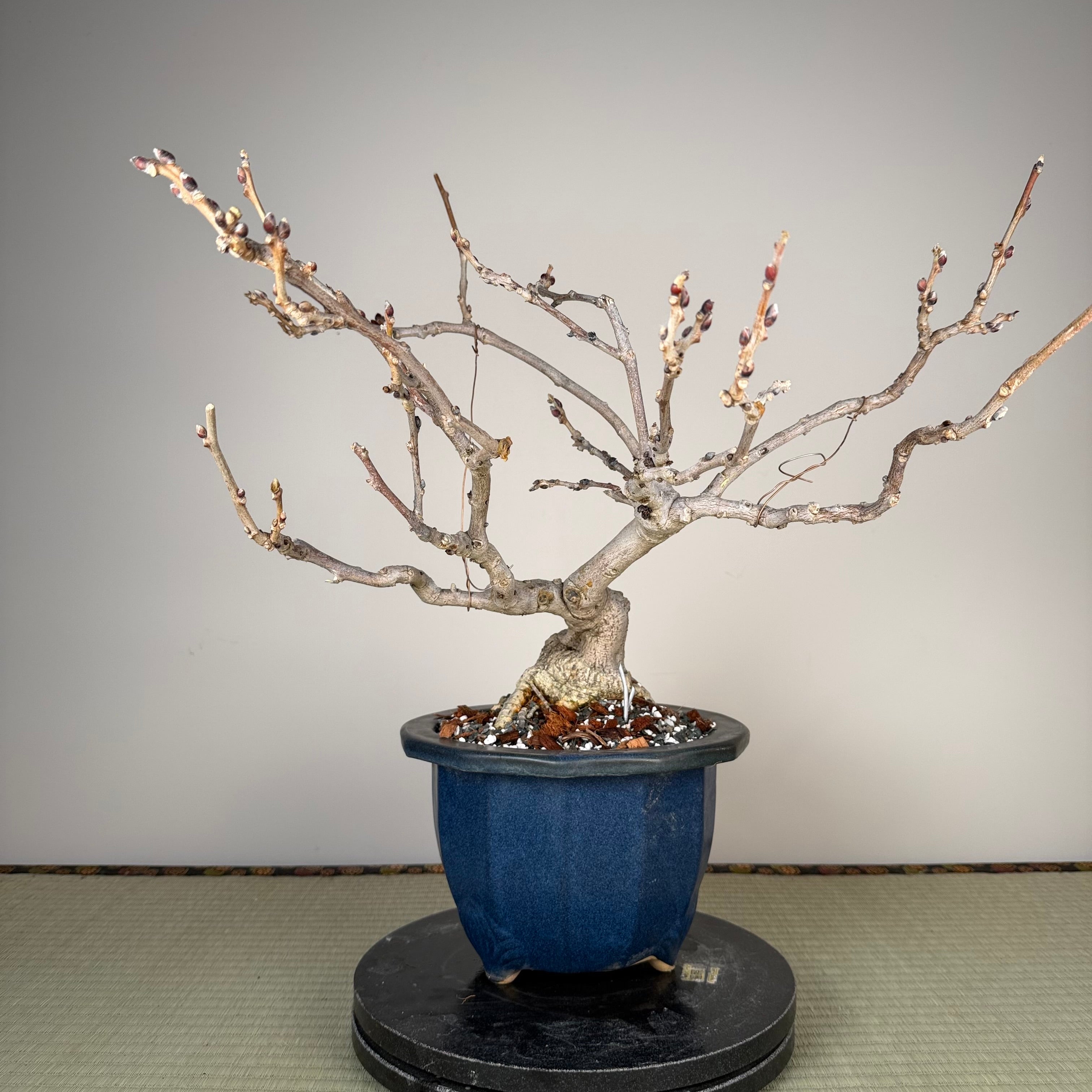 Wisteria floribunda