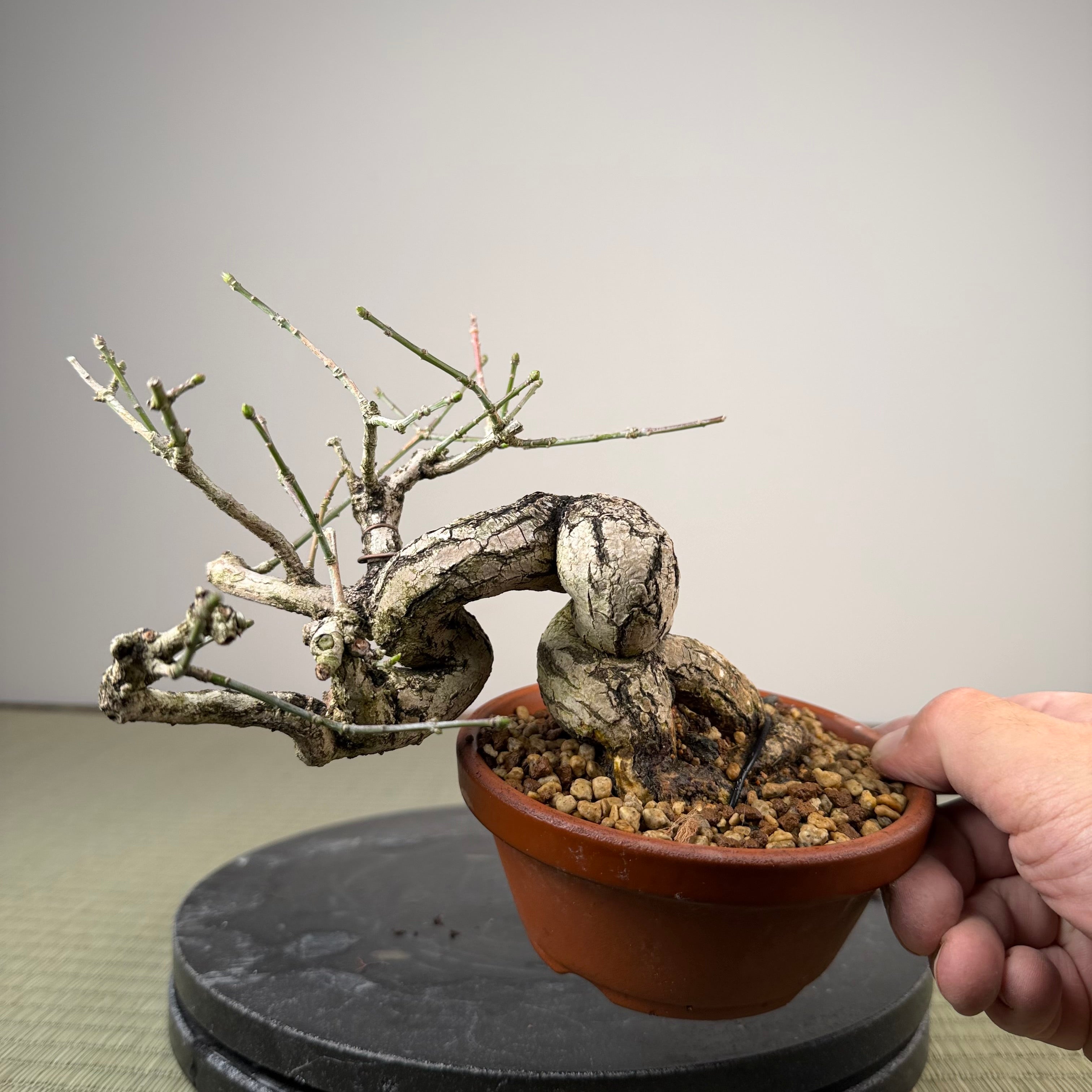 Euonymus