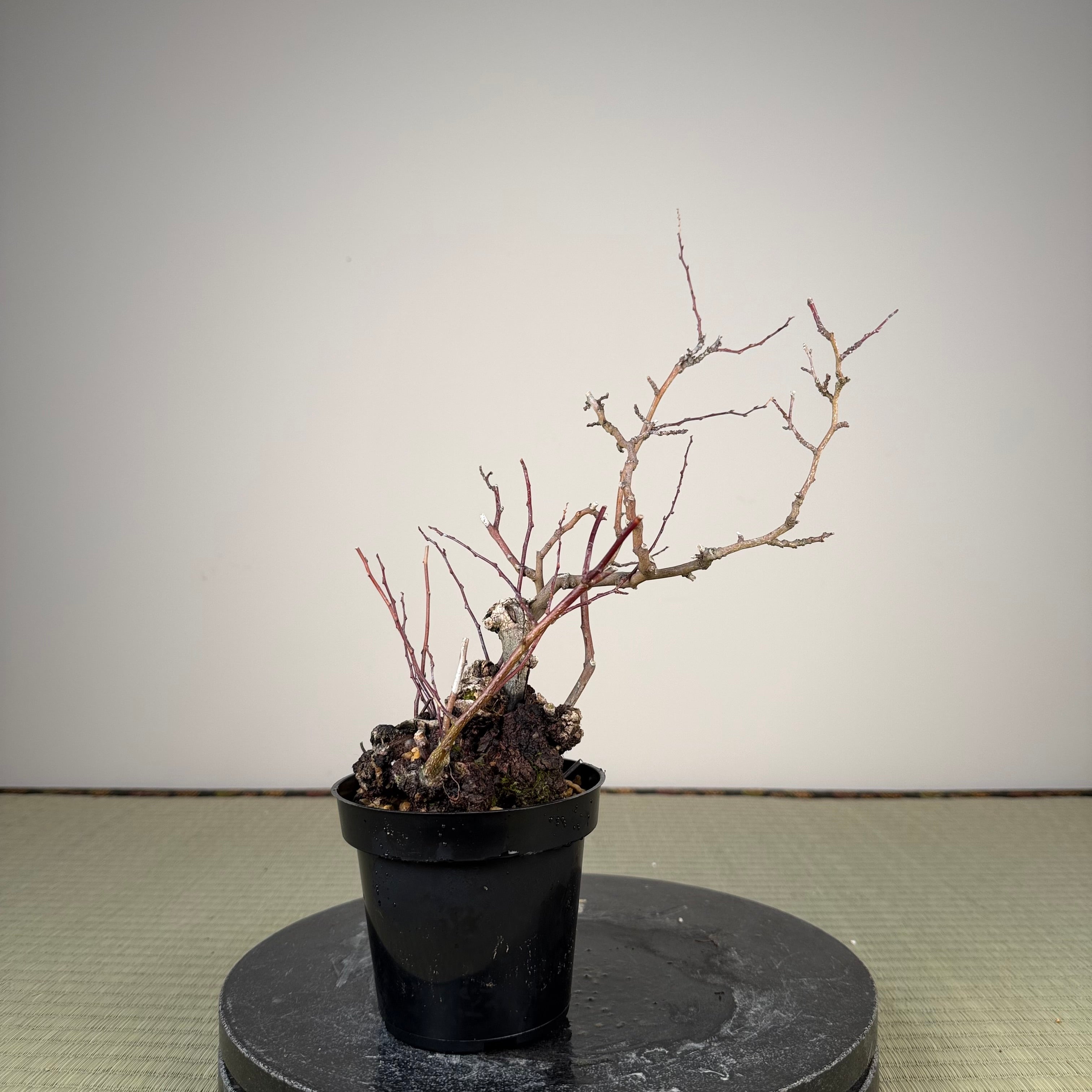 Berchemia racemosa