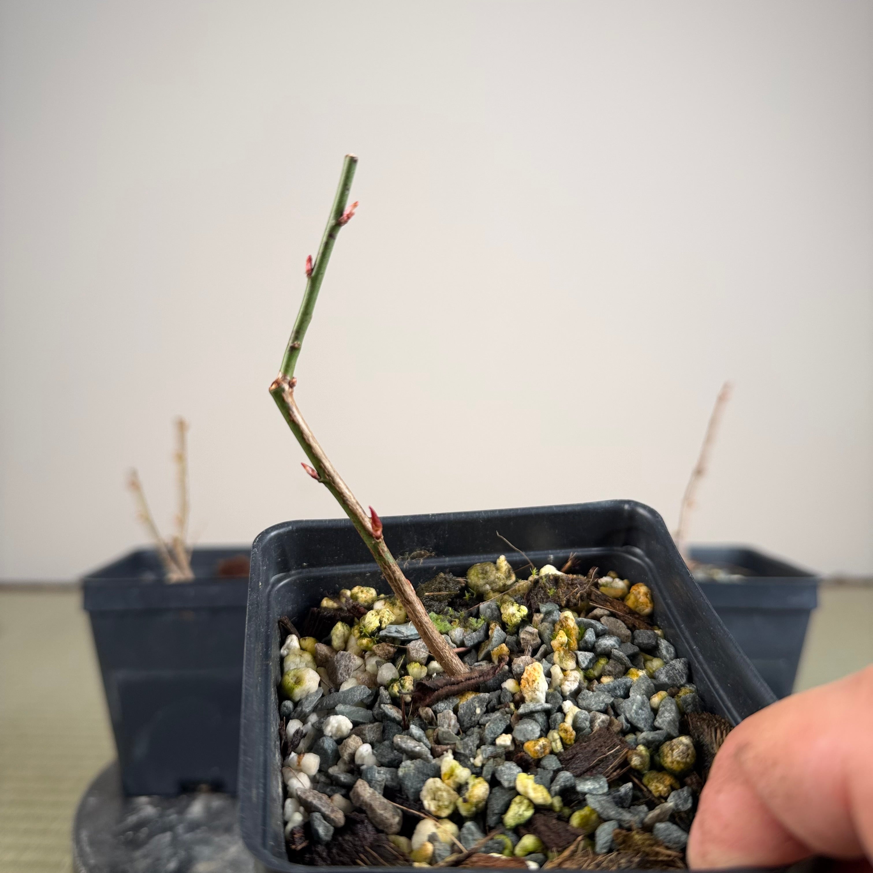 Prunus mume (en fleurs ; taille 1)