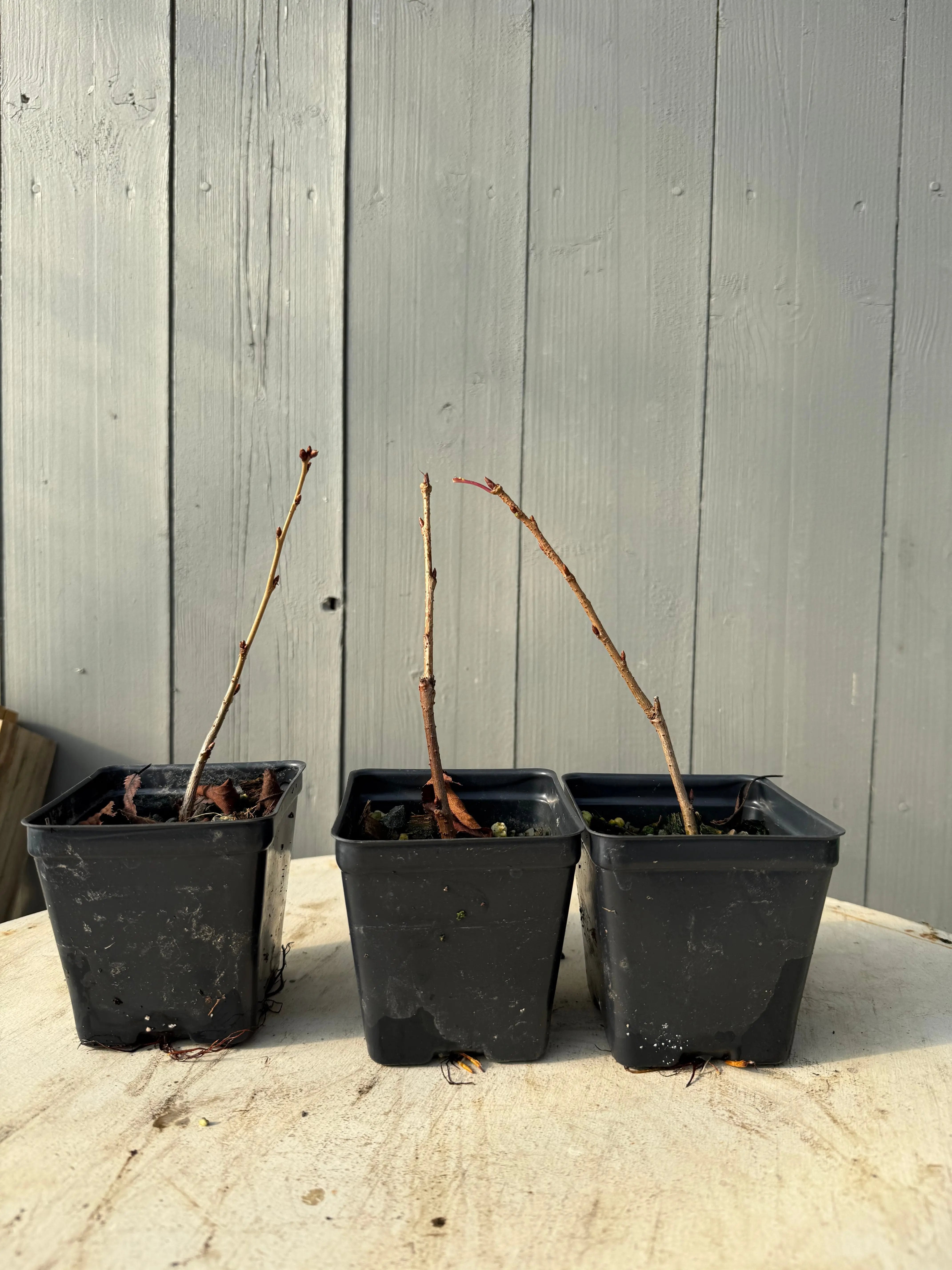Prunus × yedoensis Shidare-Yoshino Canada Bonsai