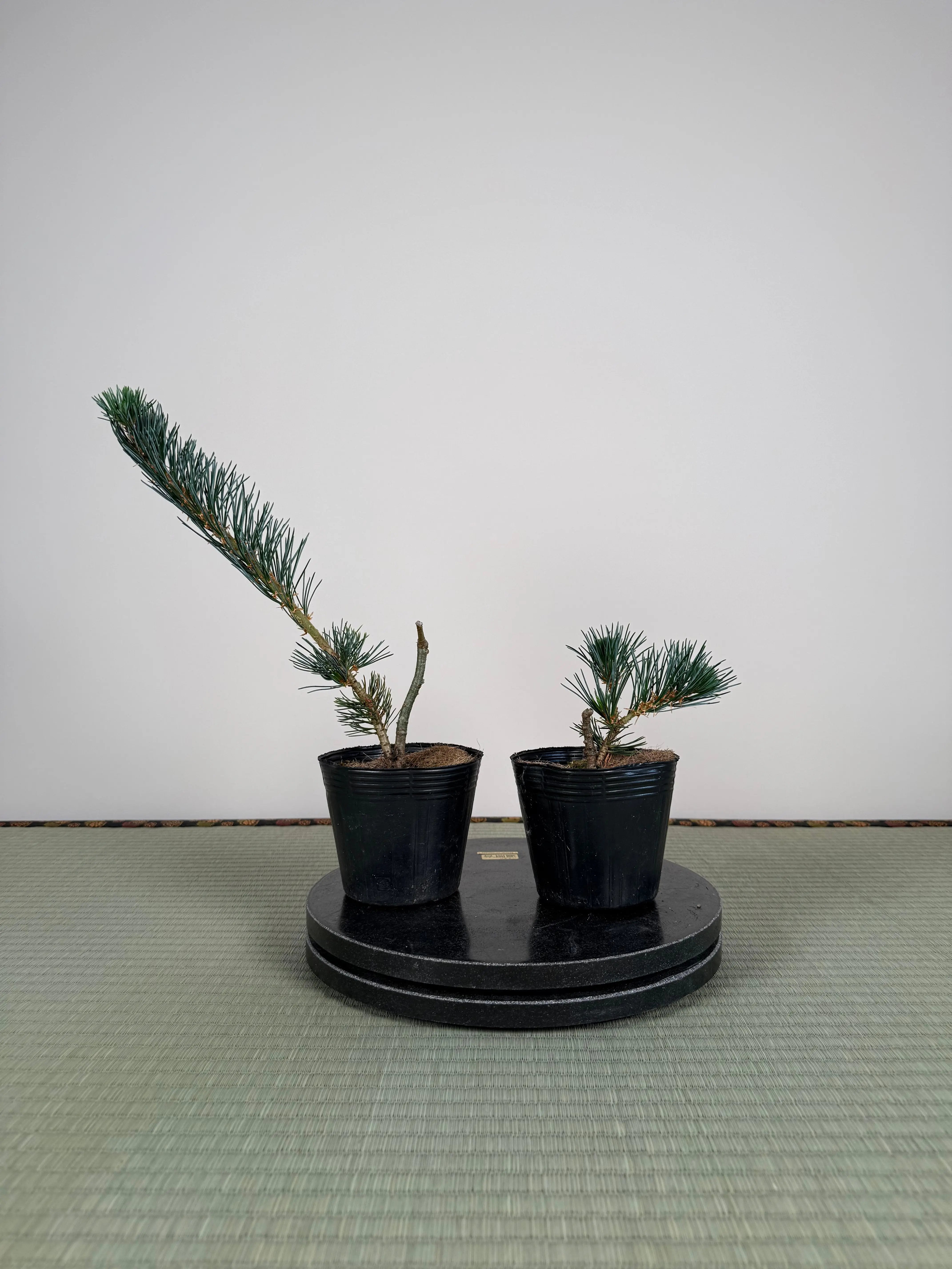 Pinus parviflora 'Kokonoe' Canada Bonsai