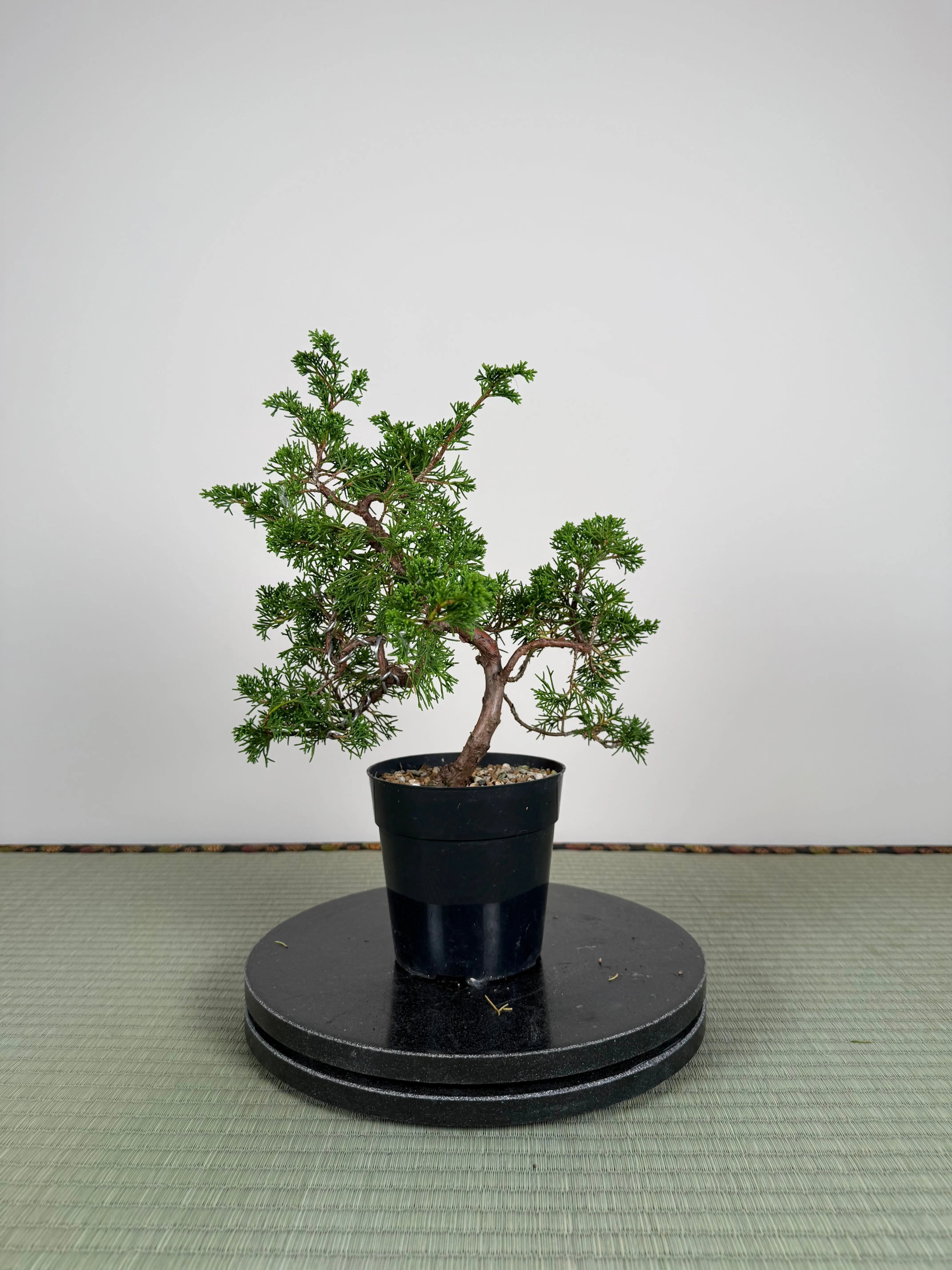 Juniperus chinensis Itoigawa Canada Bonsai