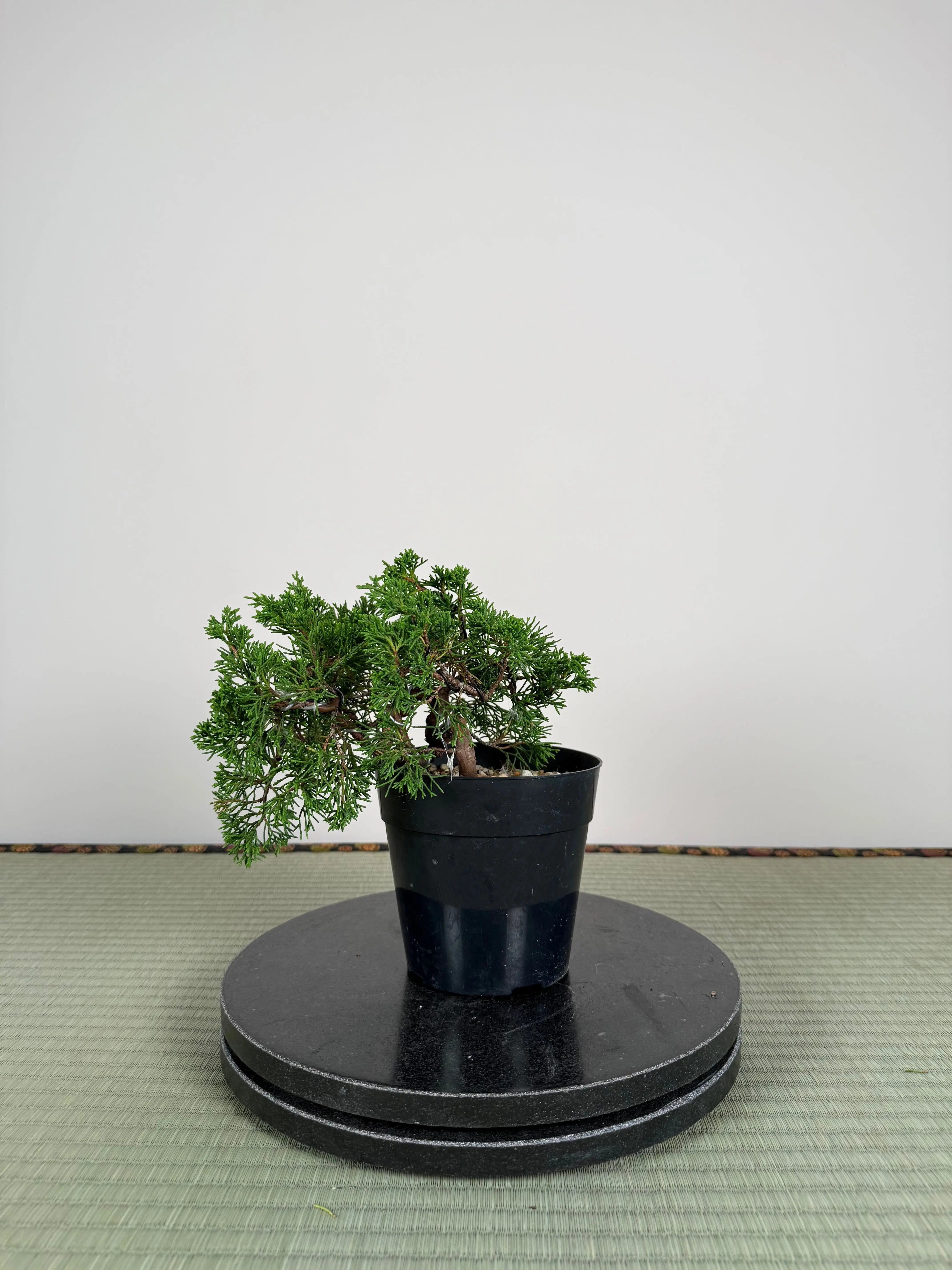 Juniperus chinensis Itoigawa Canada Bonsai
