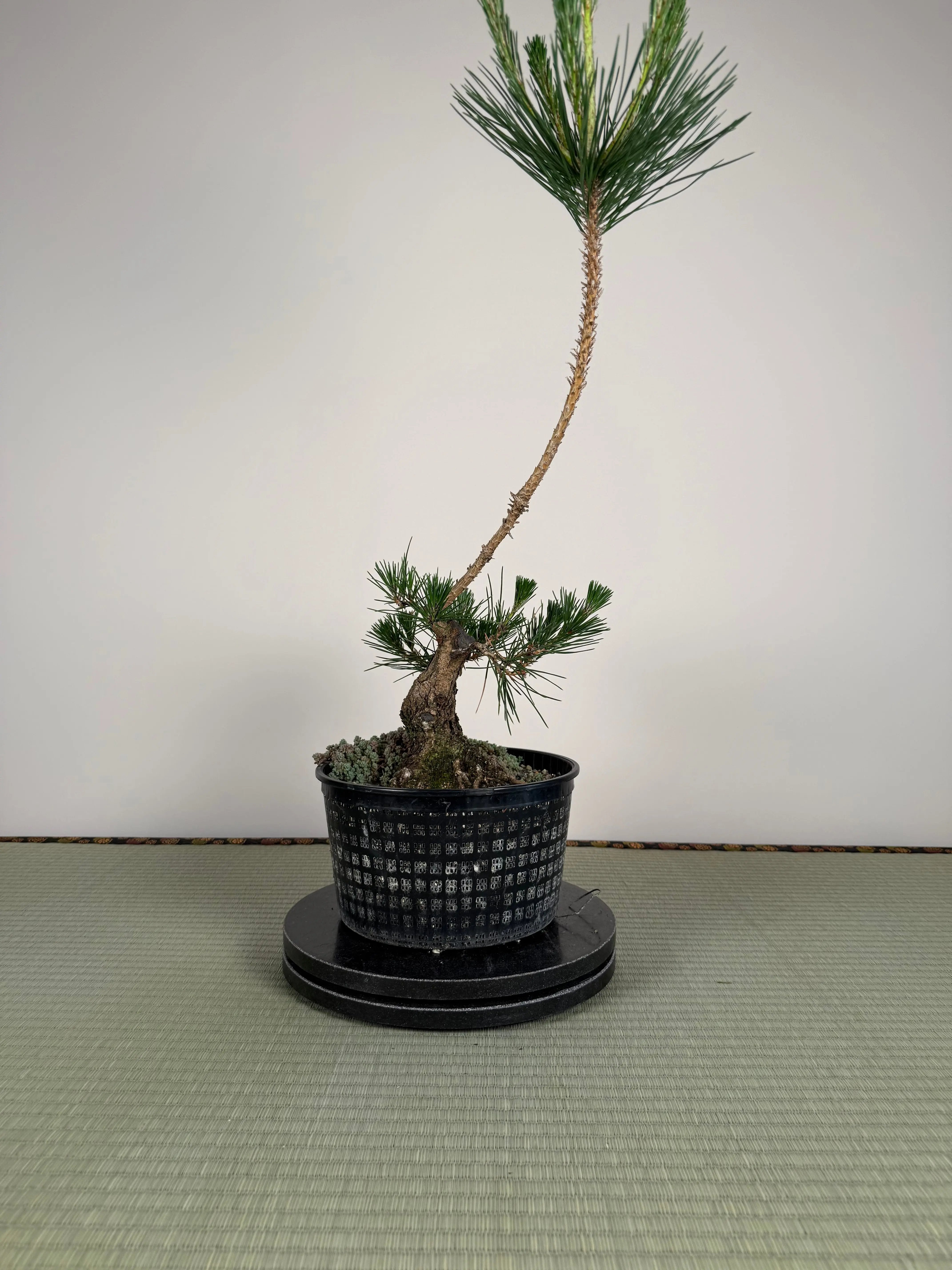 Pinus thunbergii Canada Bonsai