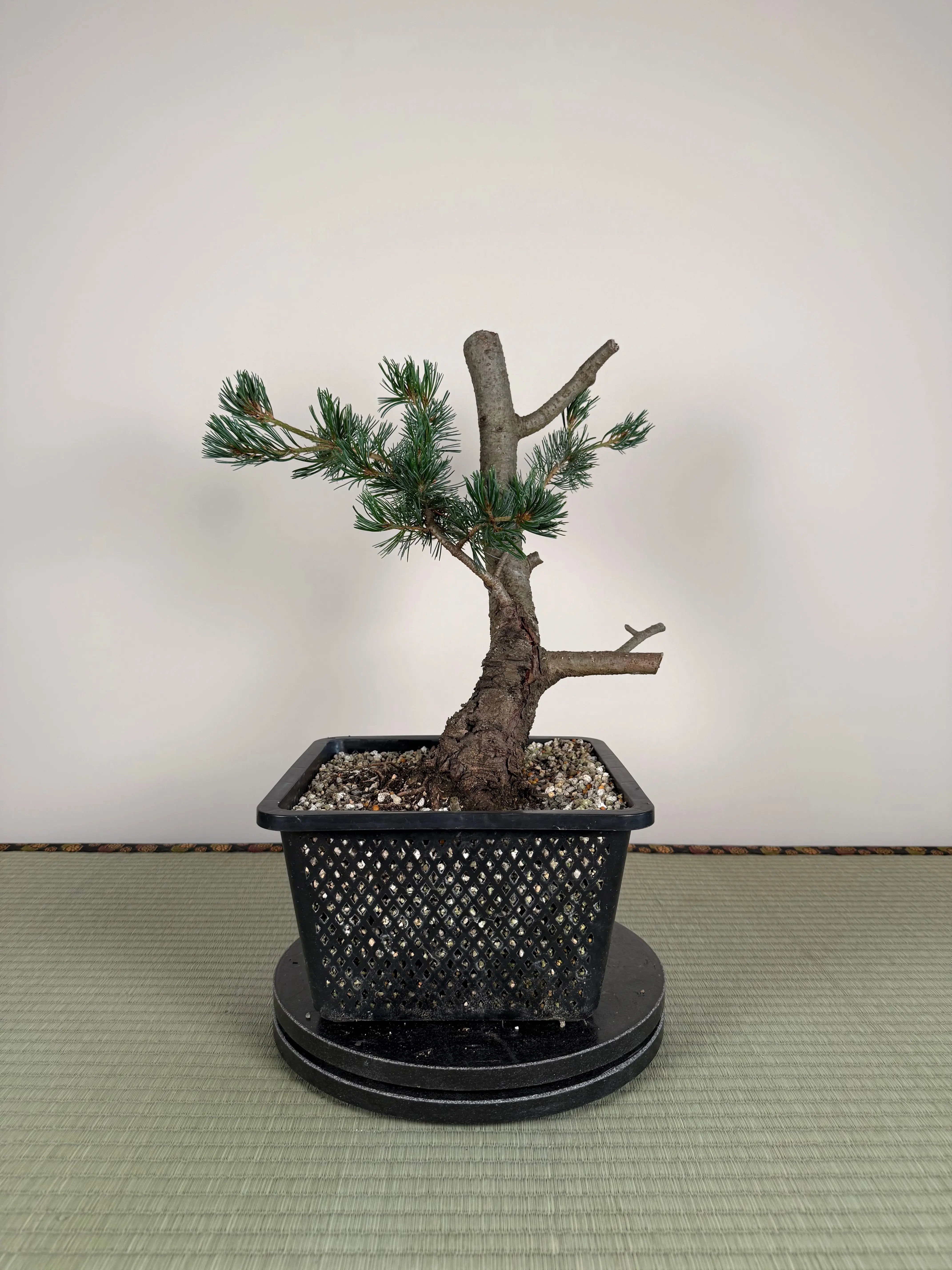 Pinus parviflora 'Kokonoe' Canada Bonsai