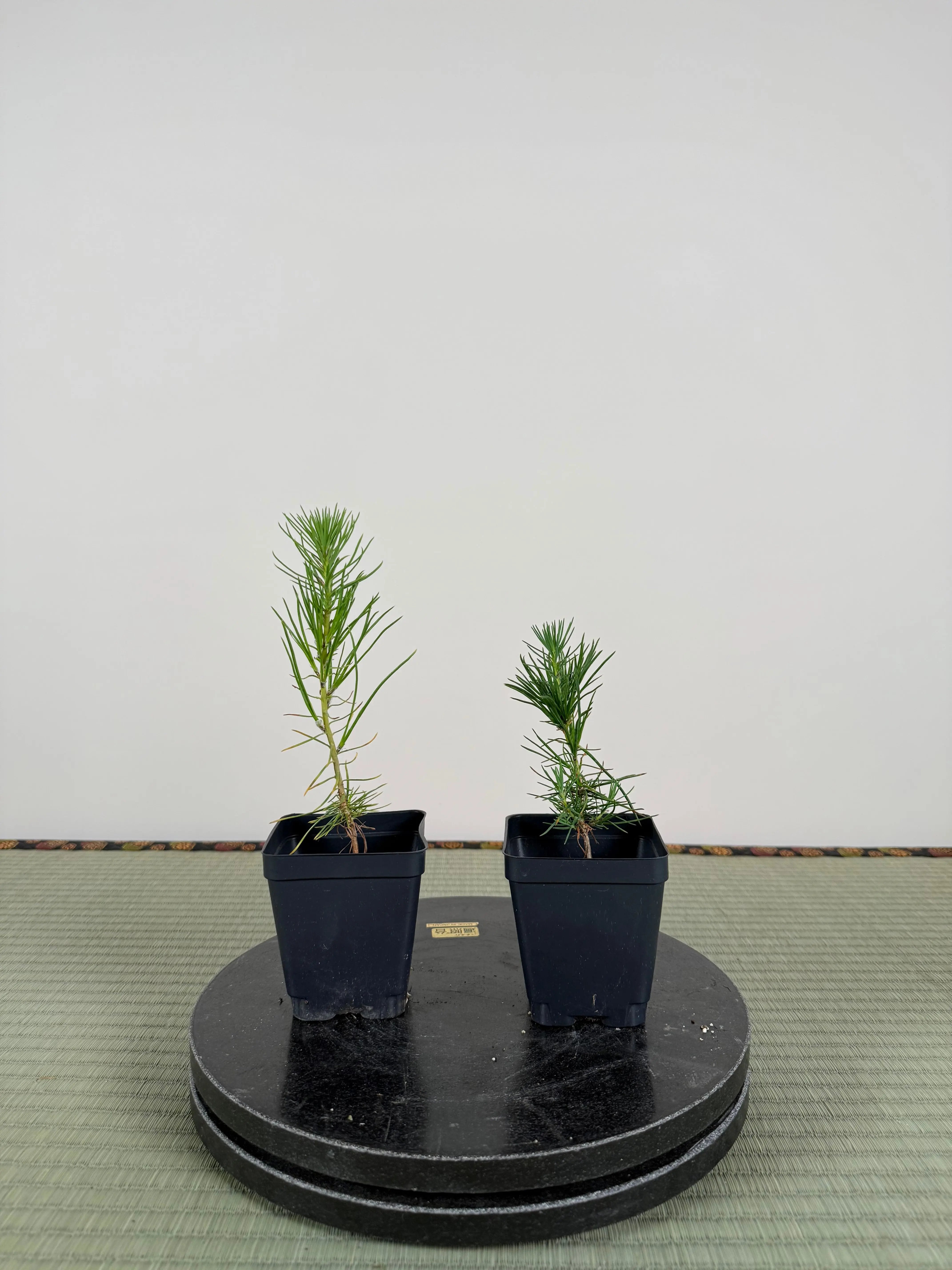 Pinus densiflora Canada Bonsai