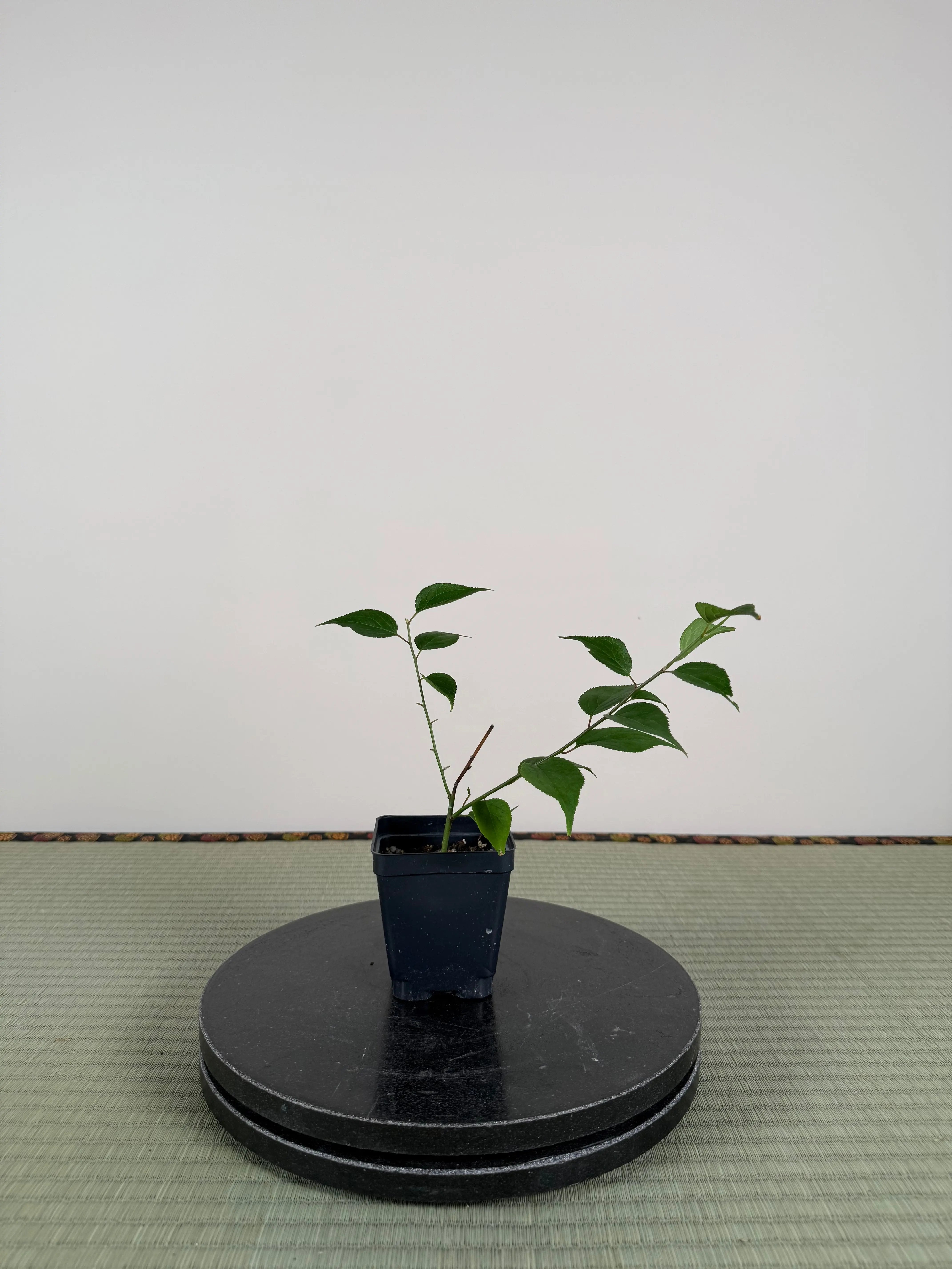 Prunus mume 'SHÀNGGUĀN WǍN'ÉR' Canada Bonsai