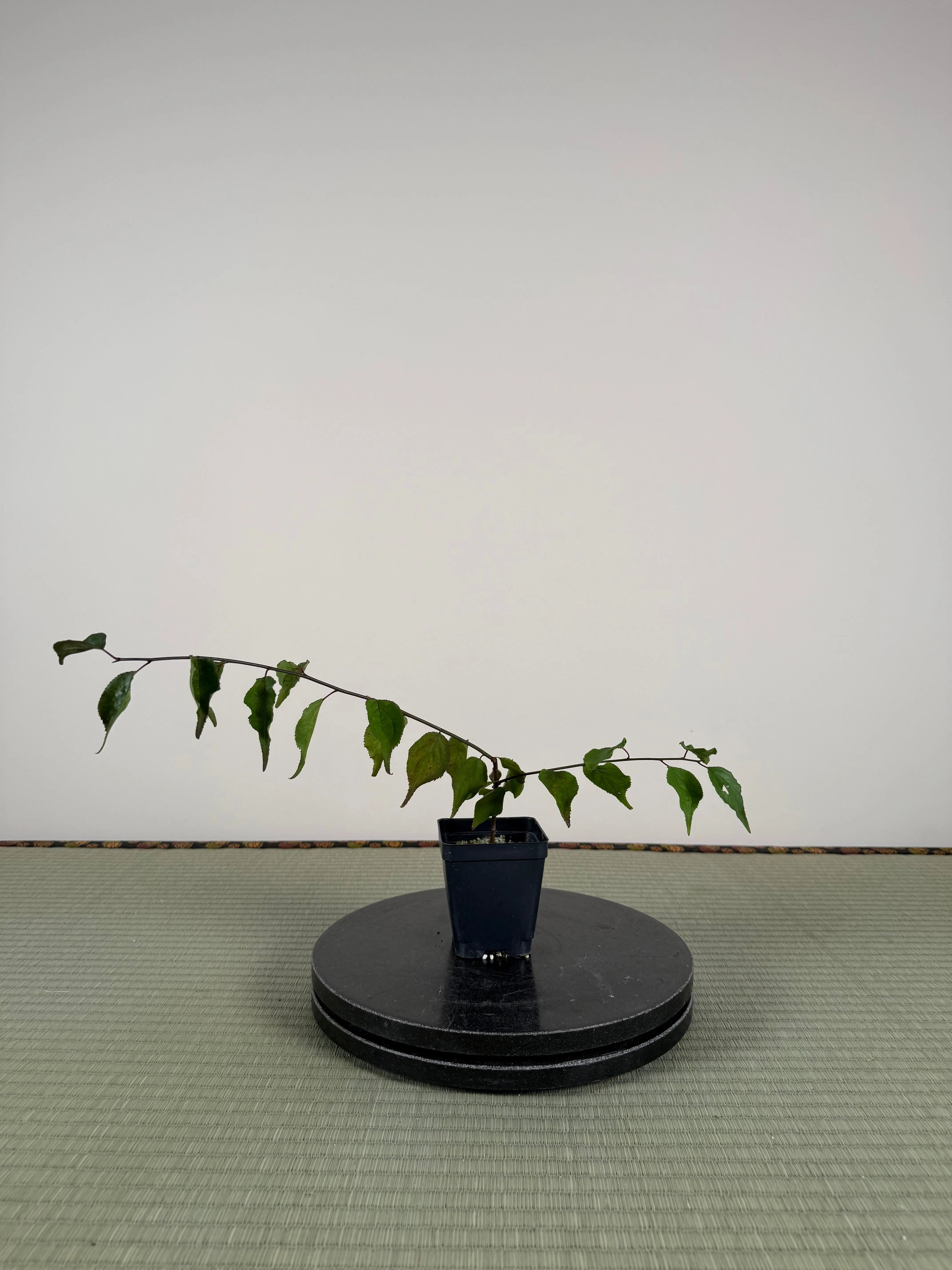 Prunus mume (weeping red variety) Canada Bonsai