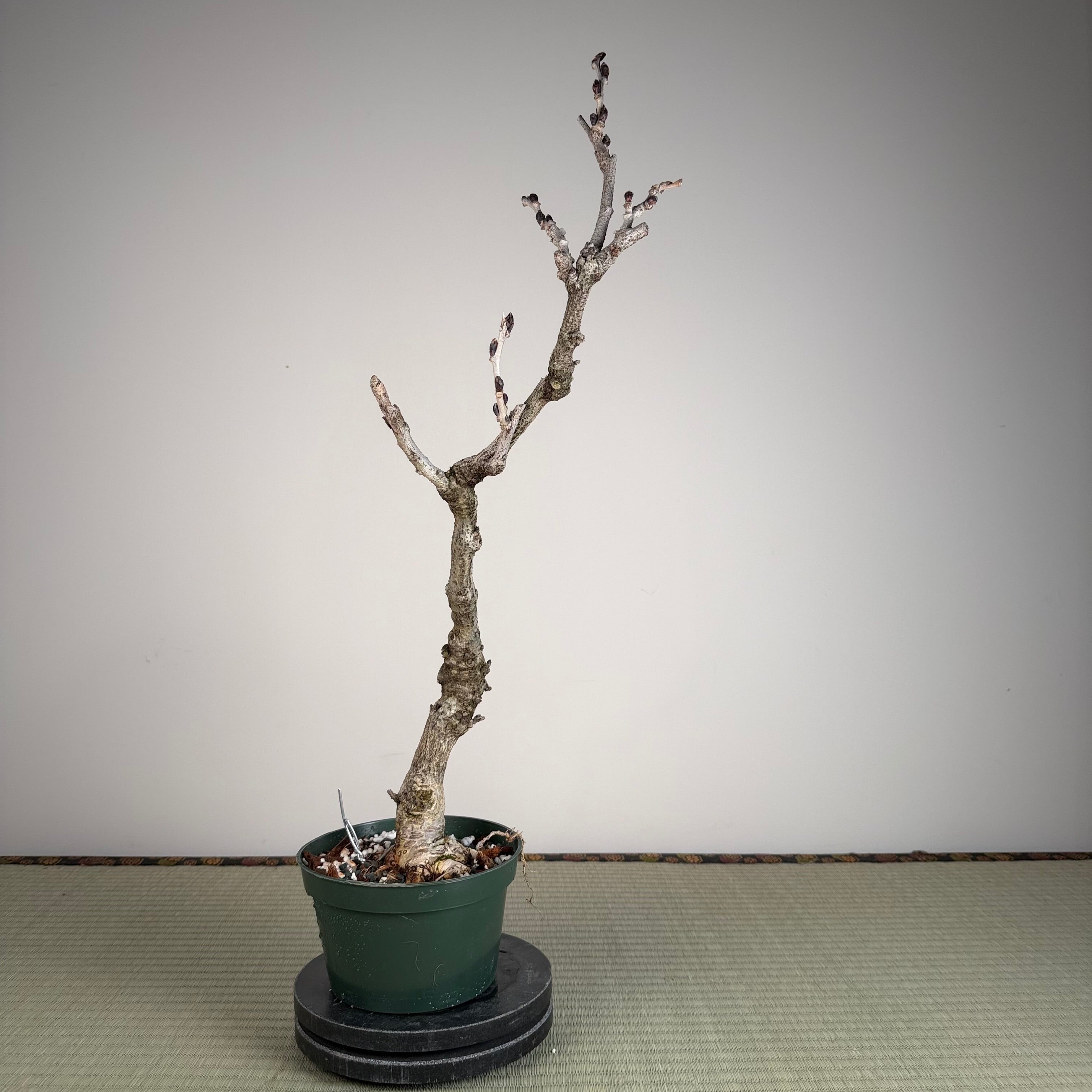 Wisteria floribunda