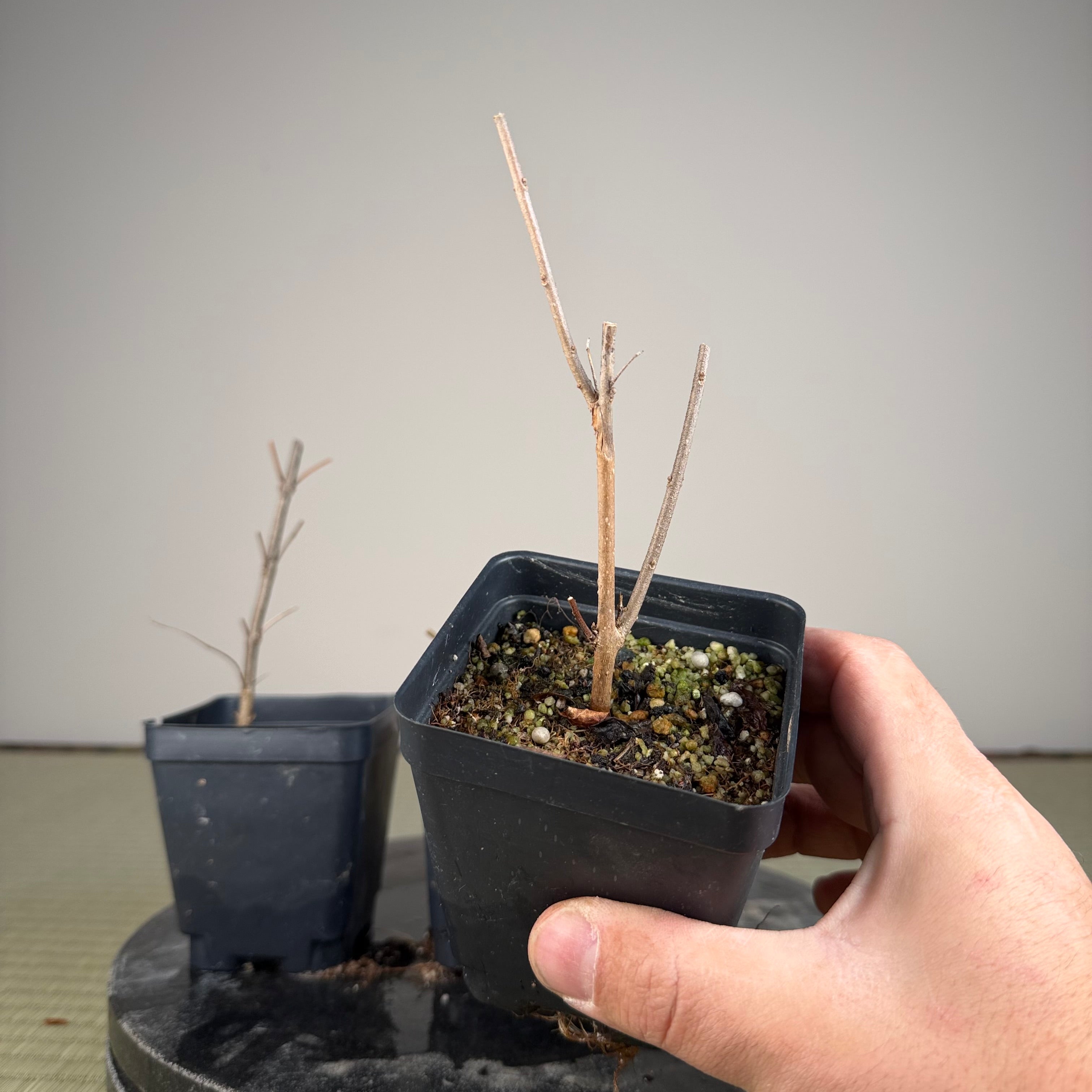 Callicarpa japonica