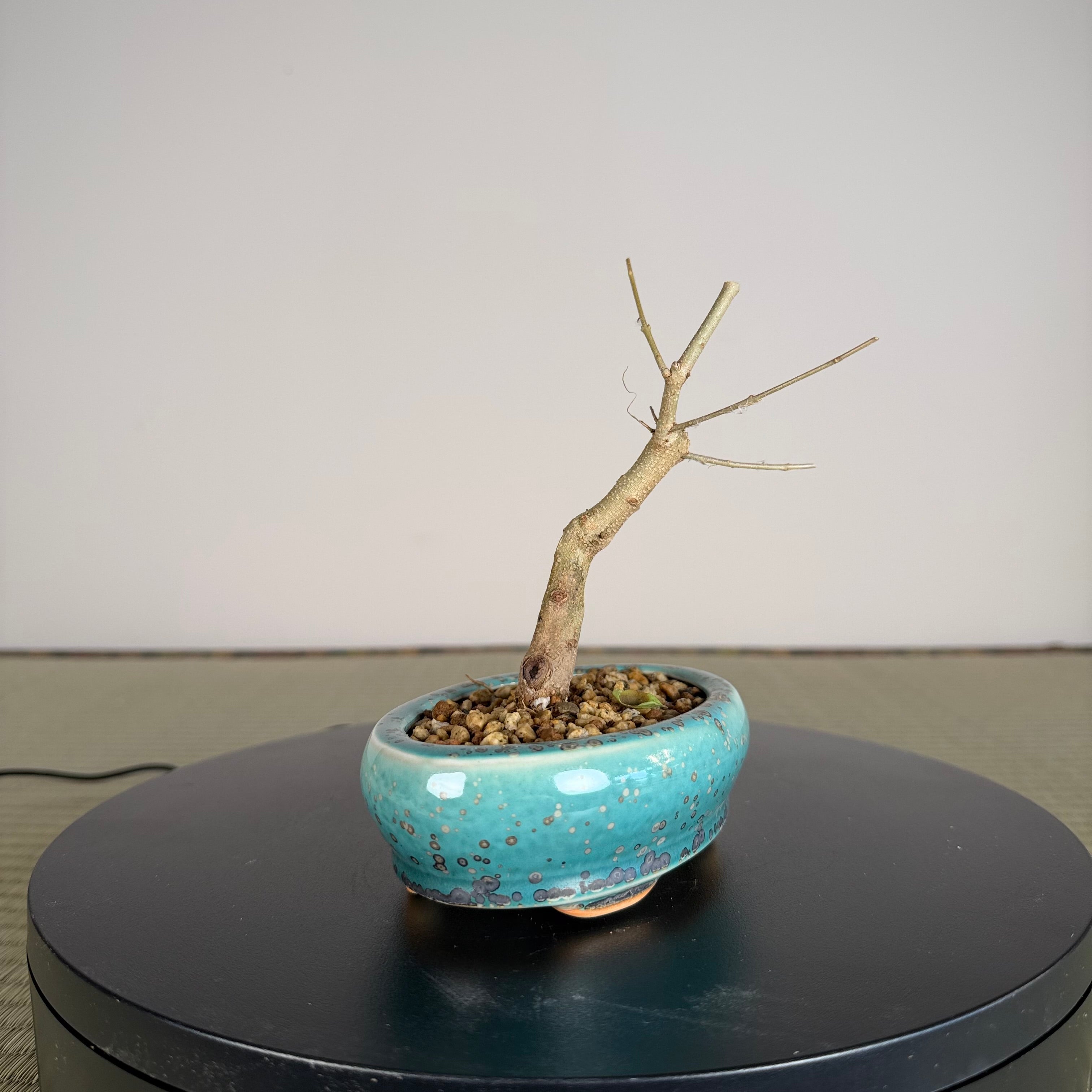 Chinese Privet