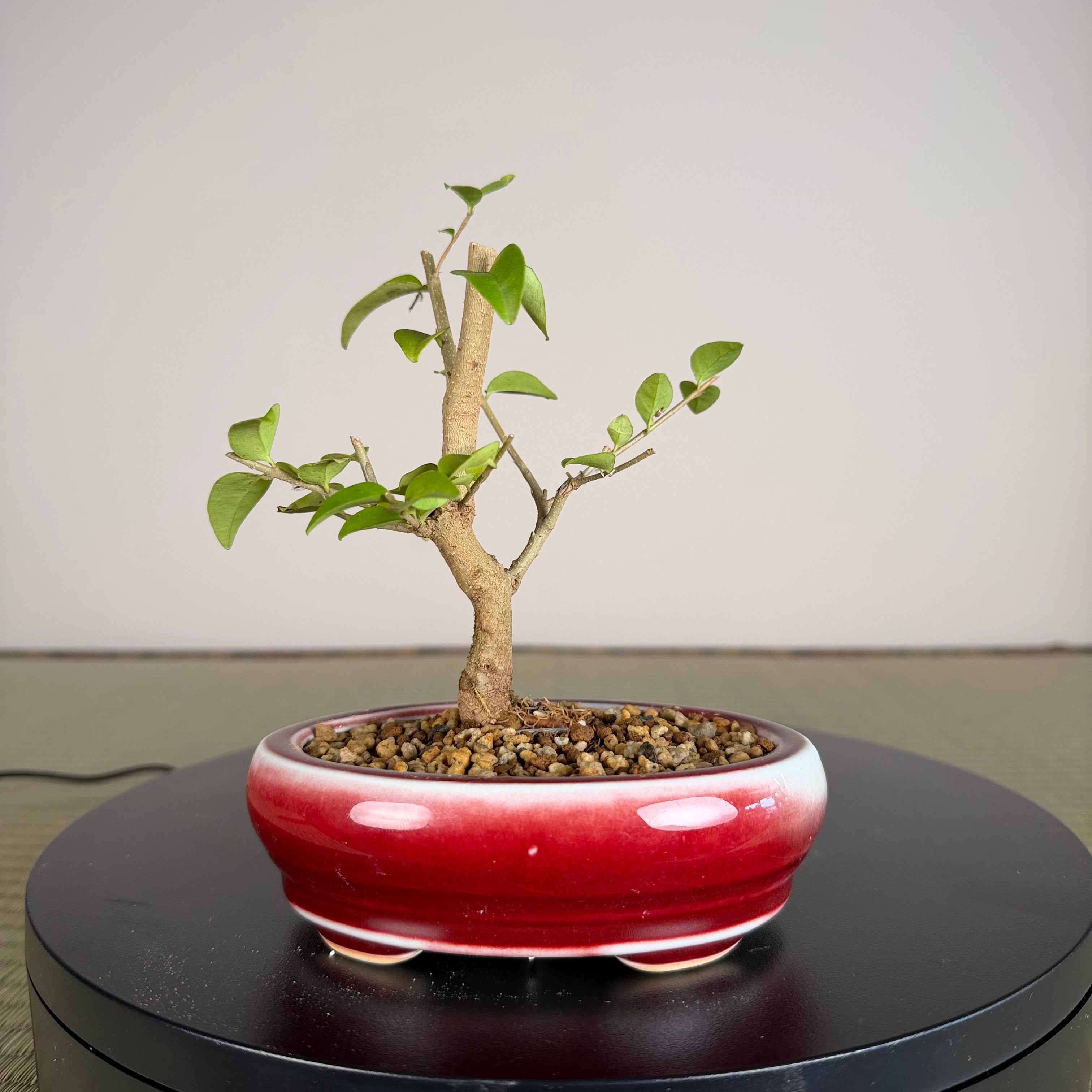 Chinese Privet