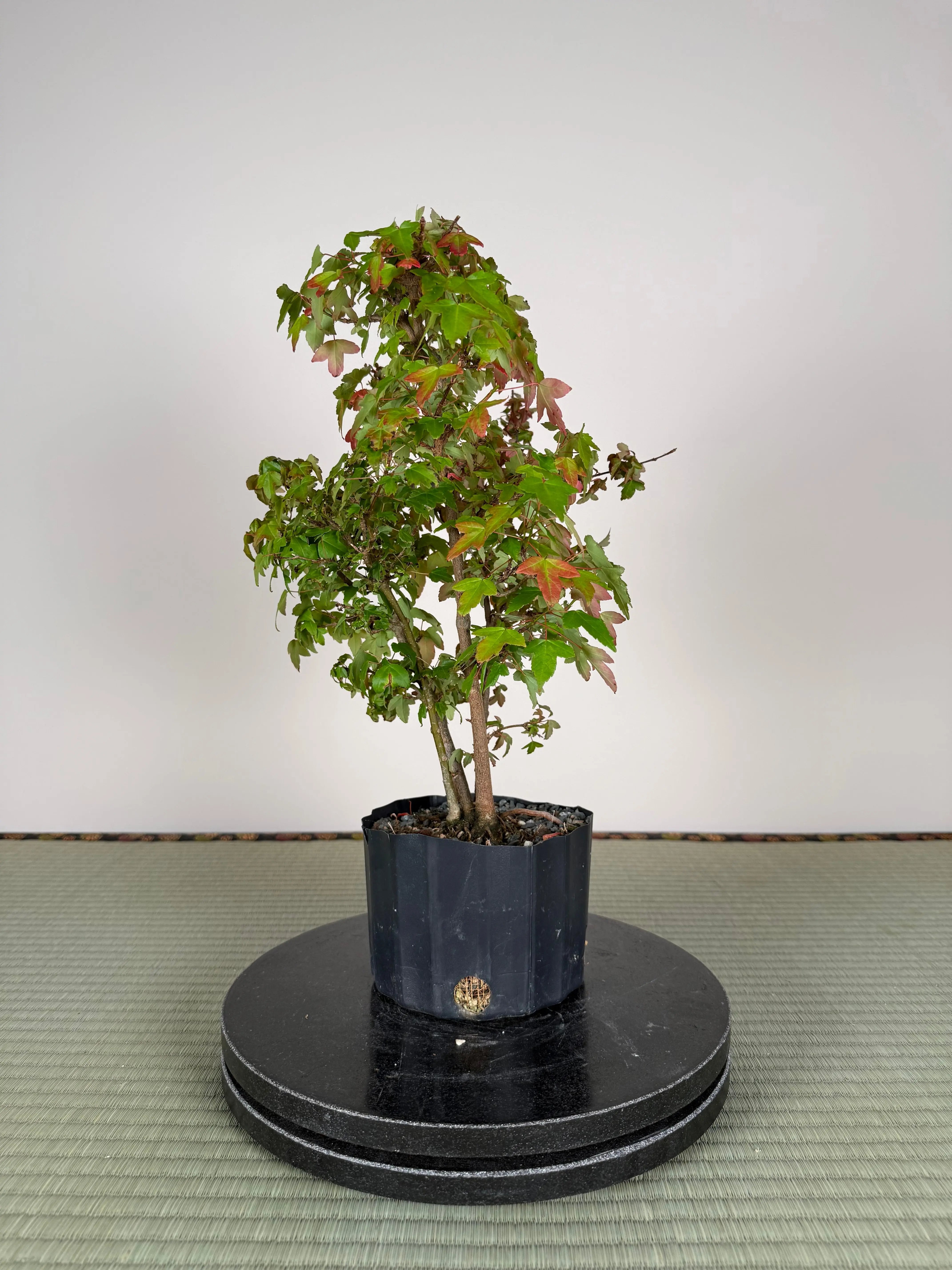 Acer buergerianum 'Fuyo-en' (Clump) Canada Bonsai