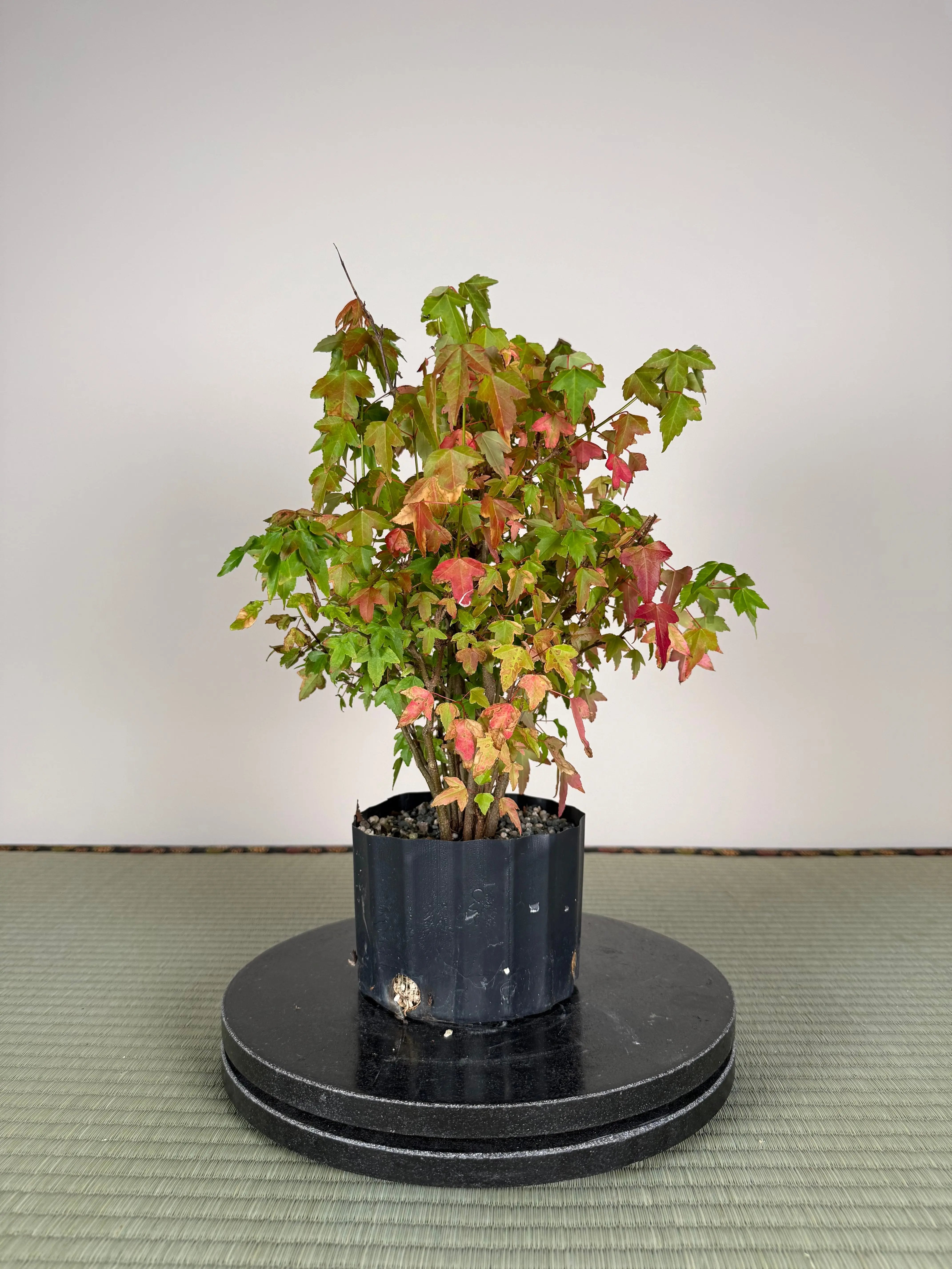 Acer buergerianum 'Fuyo-en' (Clump) Canada Bonsai