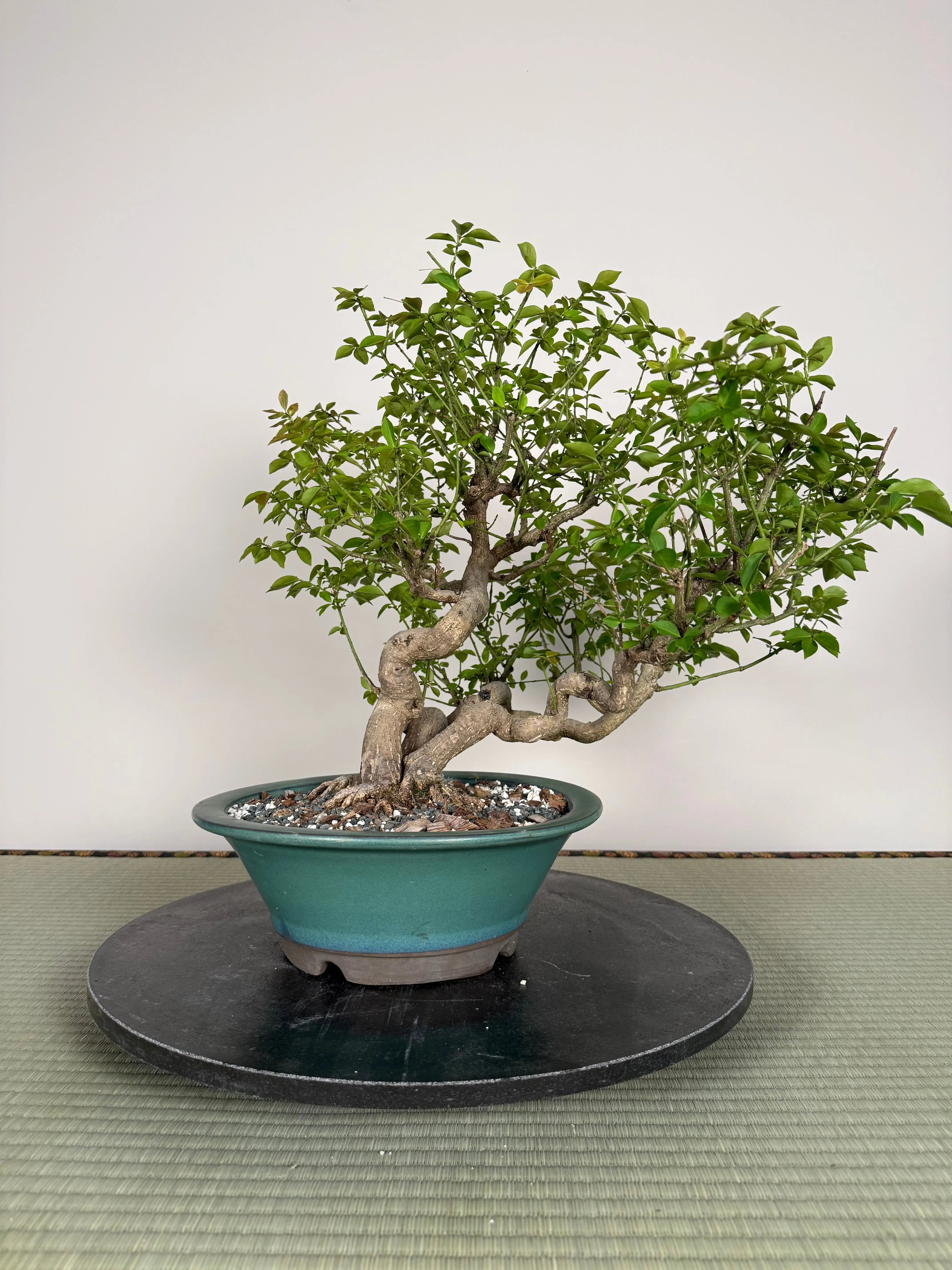Euonymus Canada Bonsai