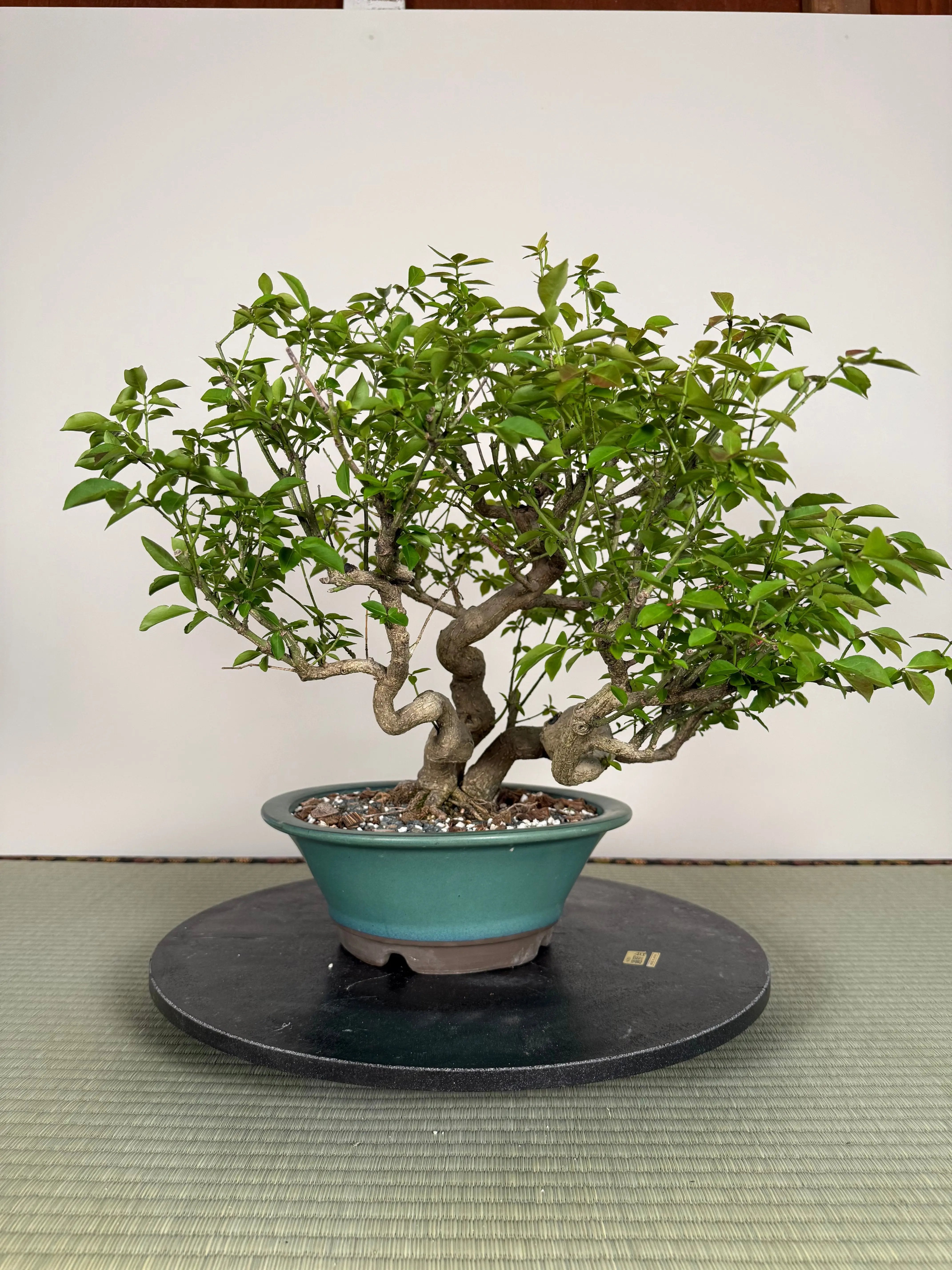 Euonymus Canada Bonsai