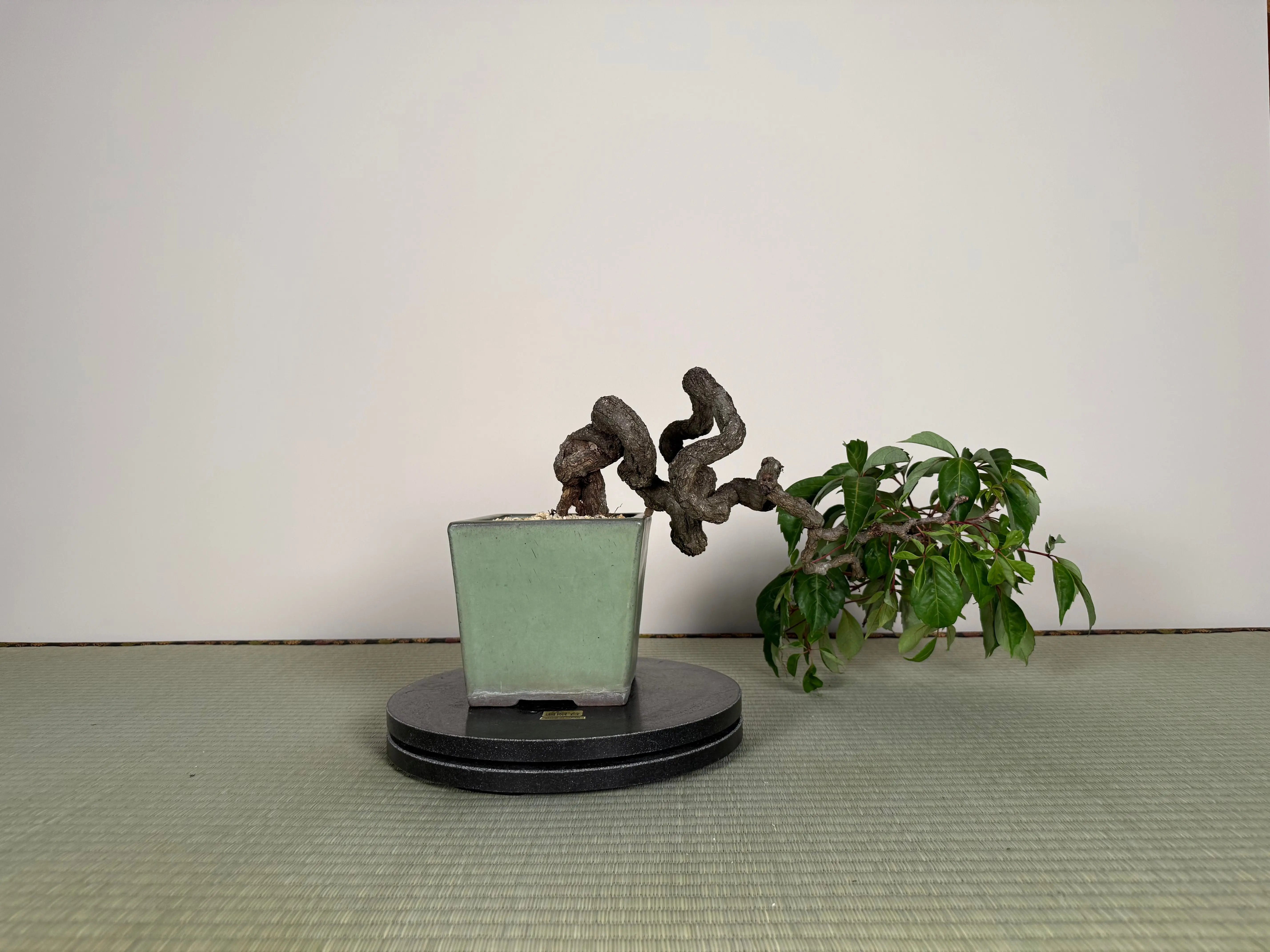 Parthenocissus quinquefolia (Antique pot) Canada Bonsai