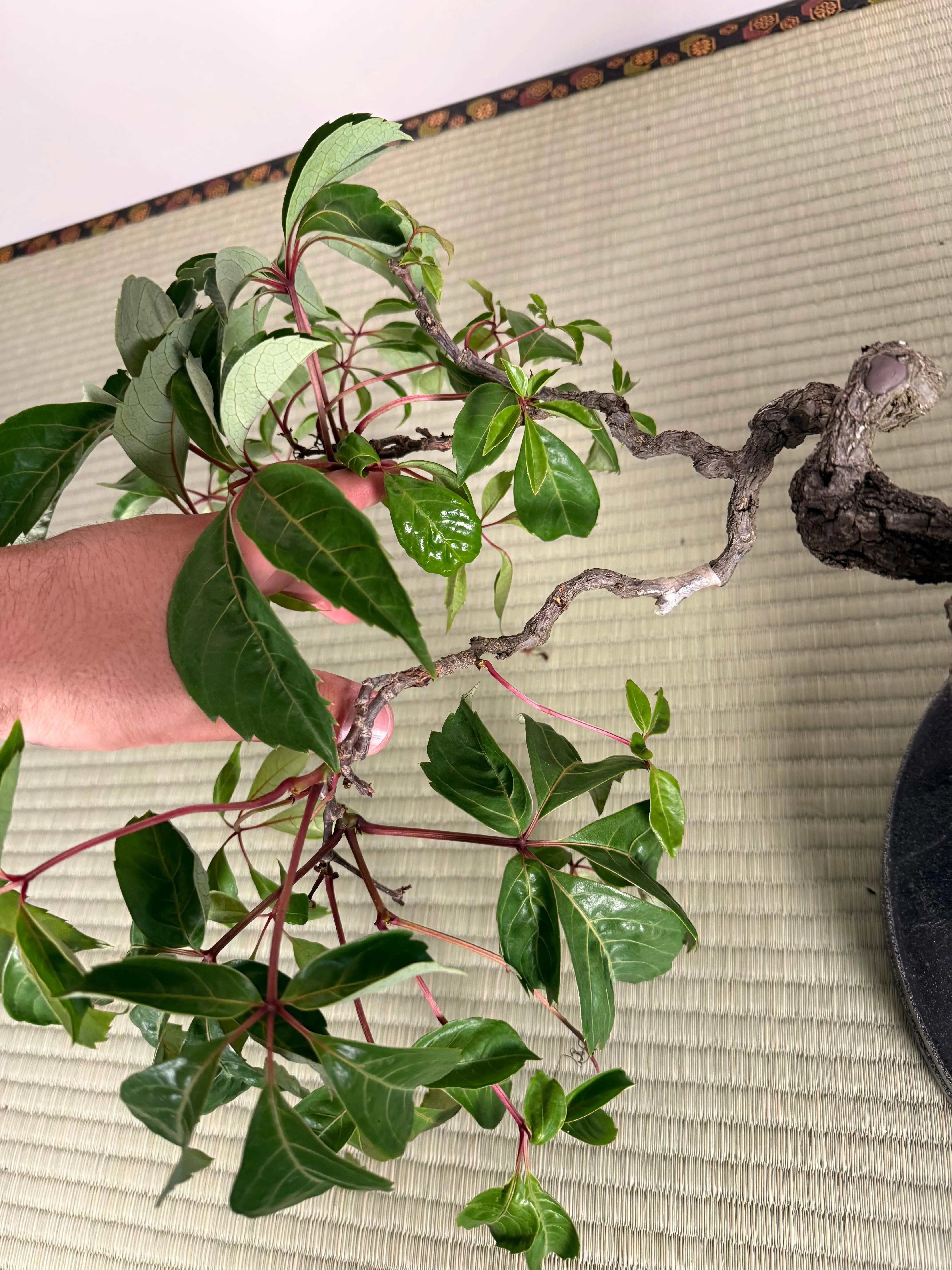 Parthenocissus quinquefolia (Antique pot) Canada Bonsai