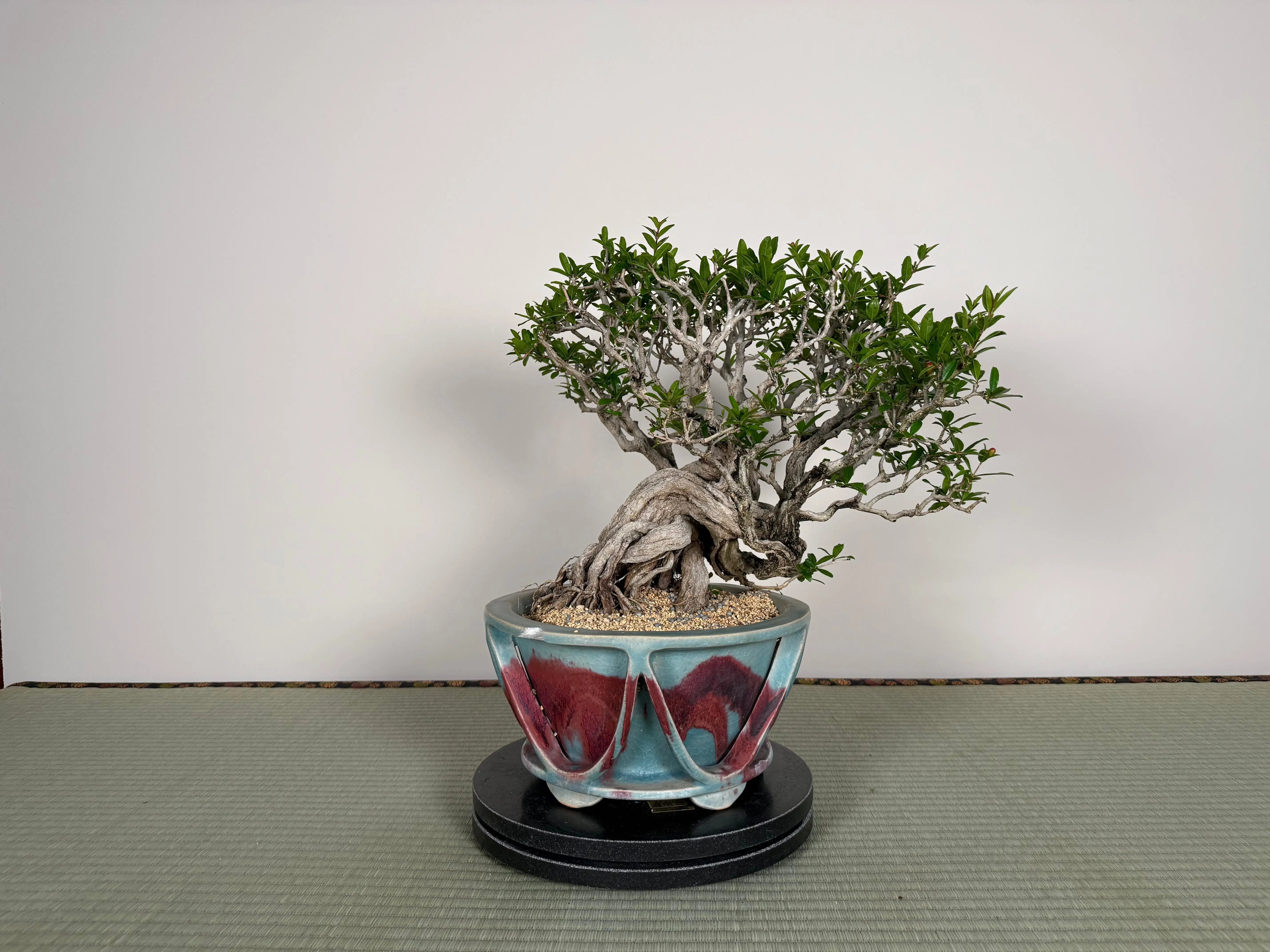 Punica granatum 25th Anniversary Gafu-ten Canada Bonsai