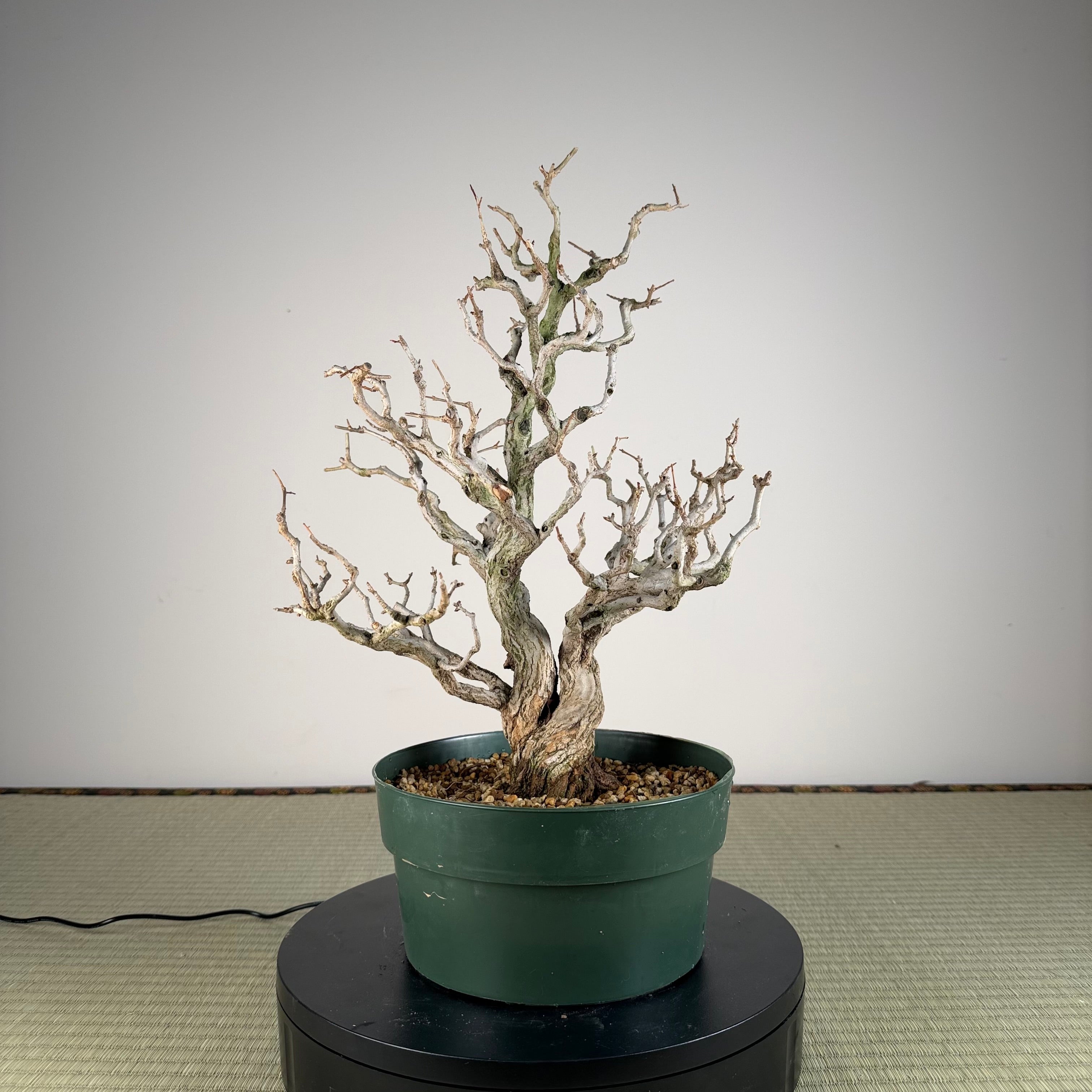 Punica granatum