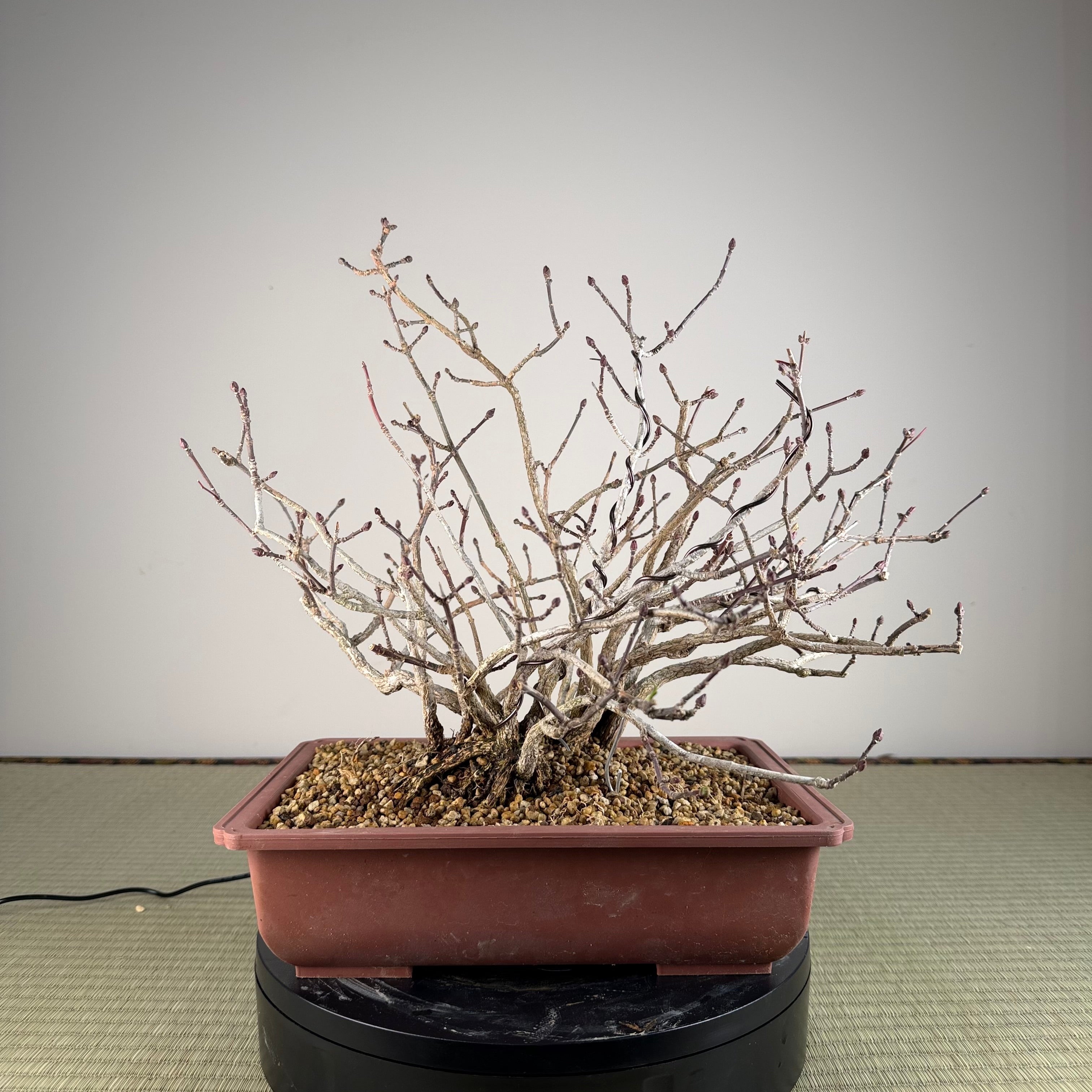 Euonymus