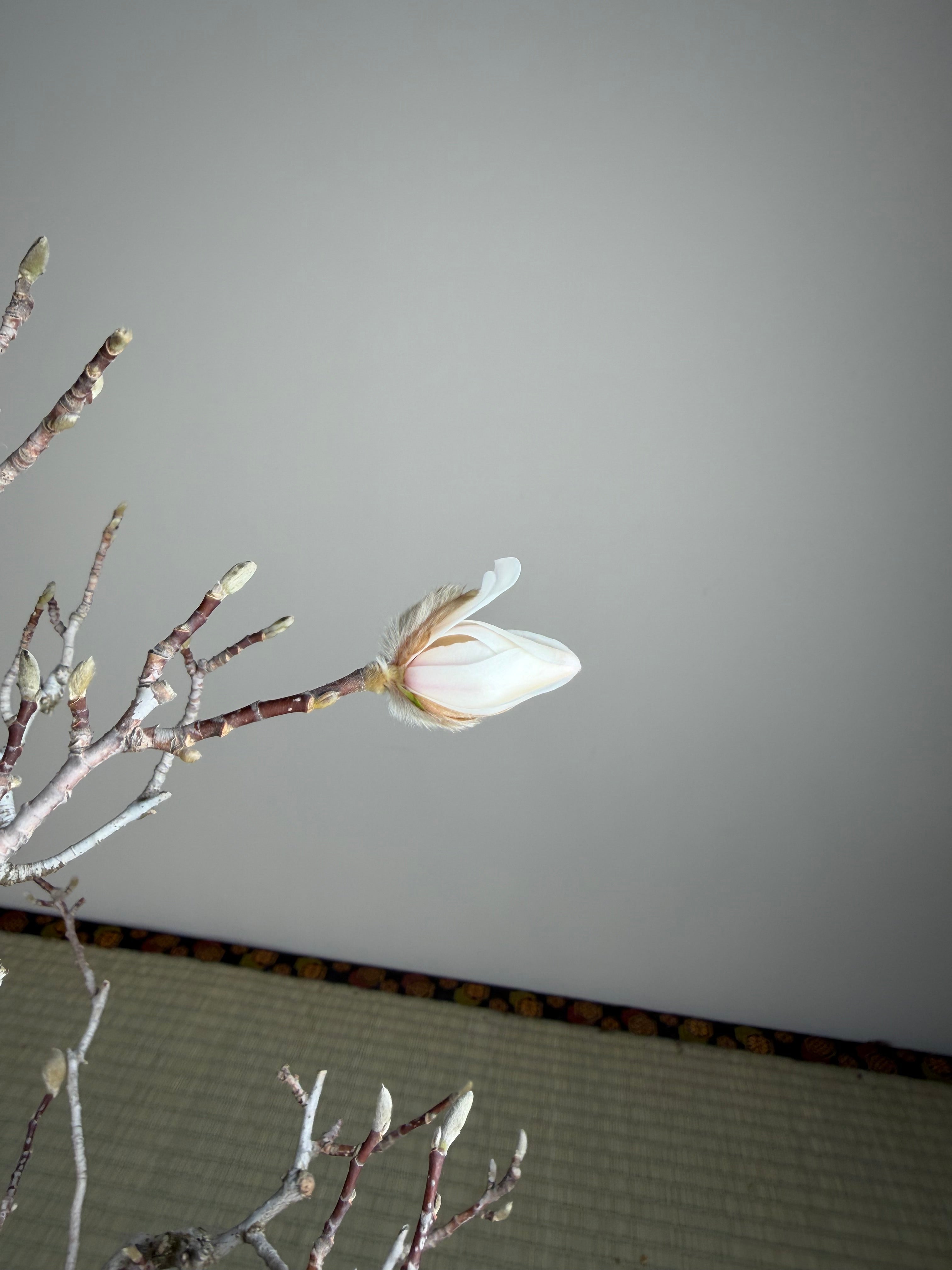 Magnolia kobus (nain)