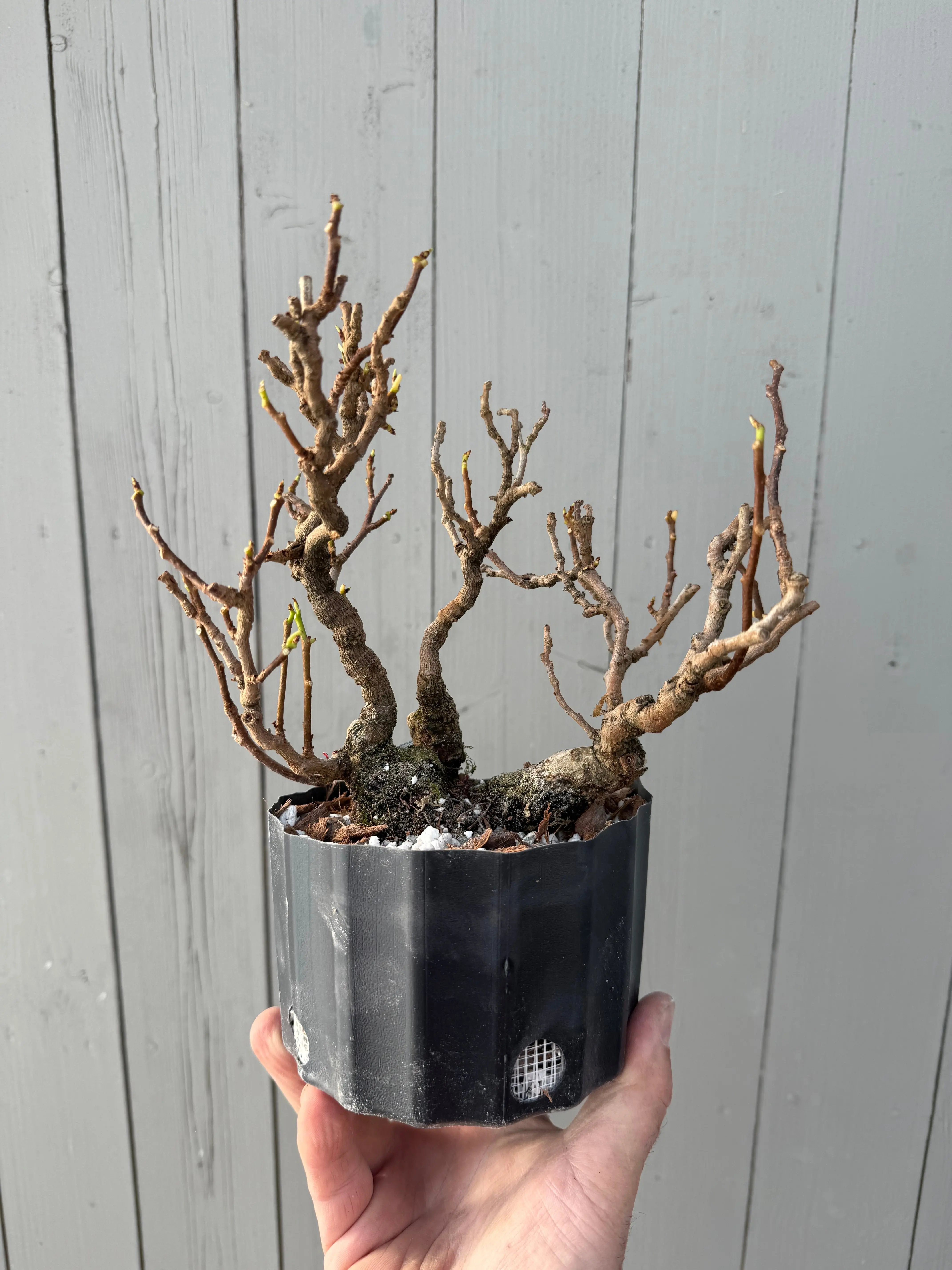 Kadsura japonica Canada Bonsai