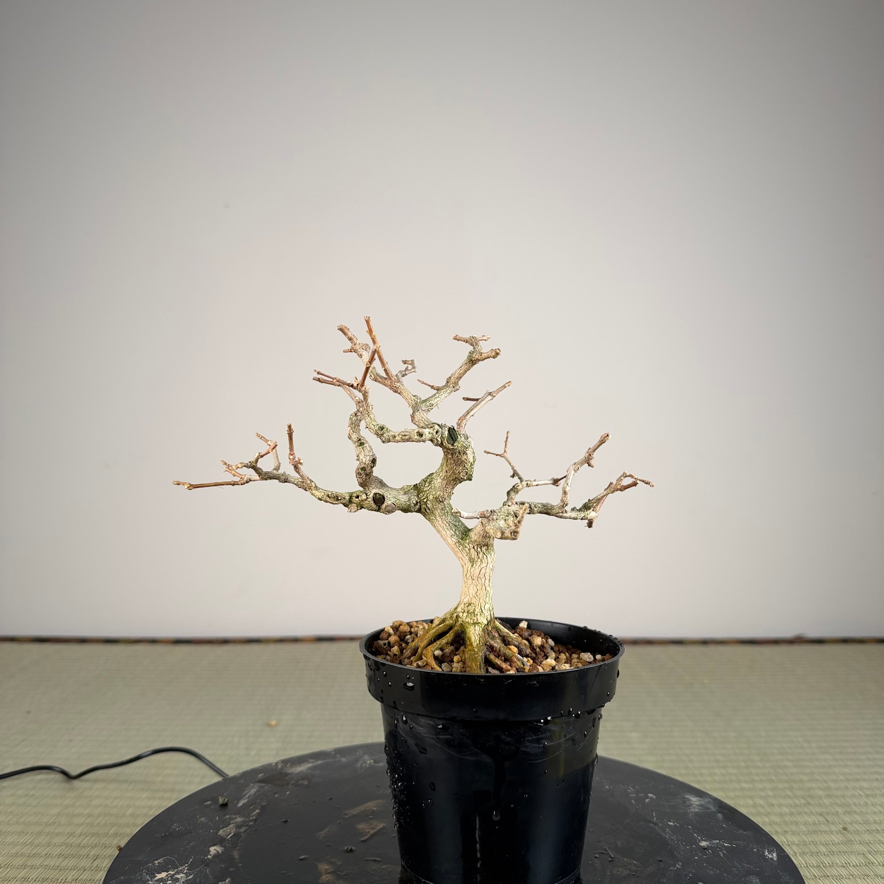 Premna japonica