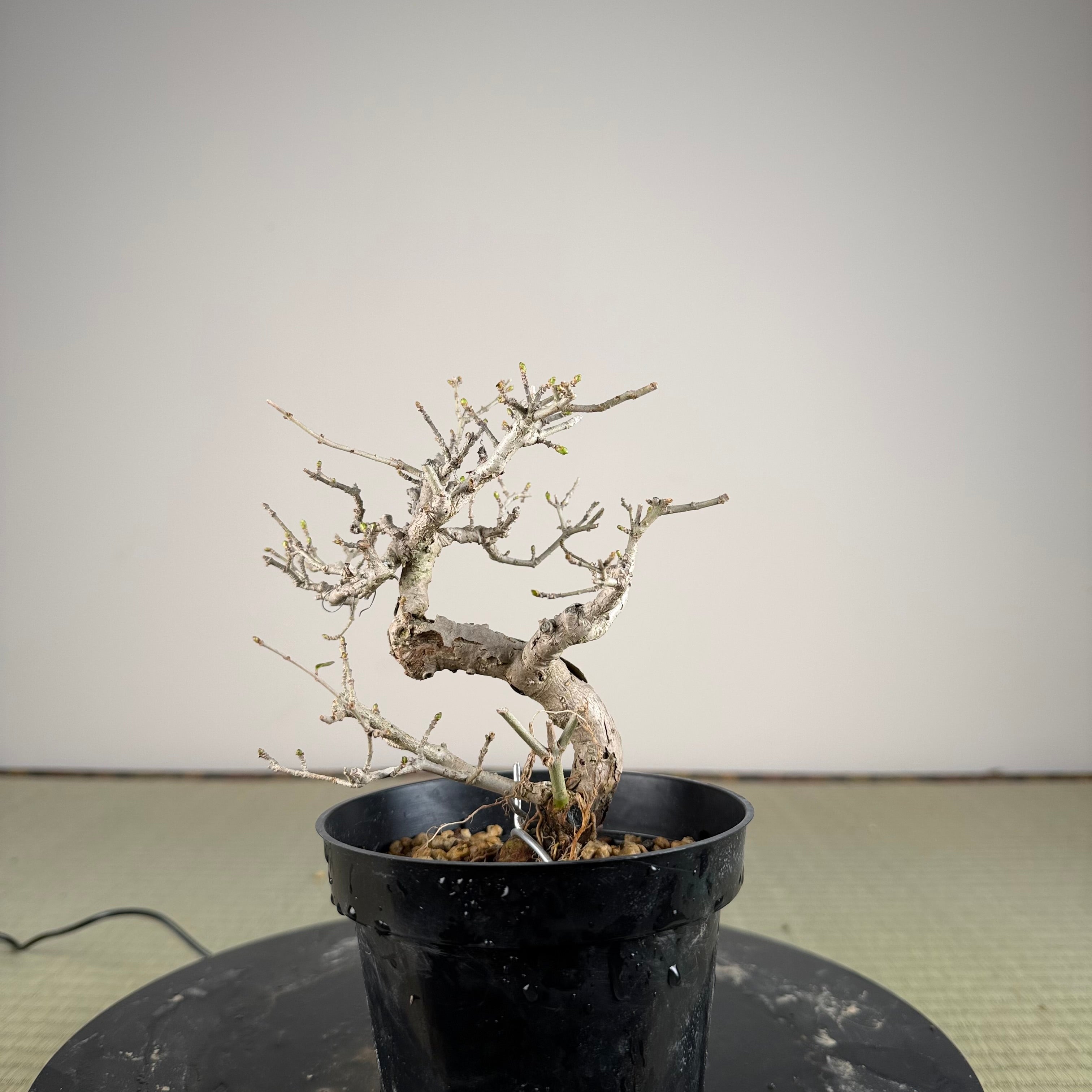 Ligustrum Arakawa *Voir note*