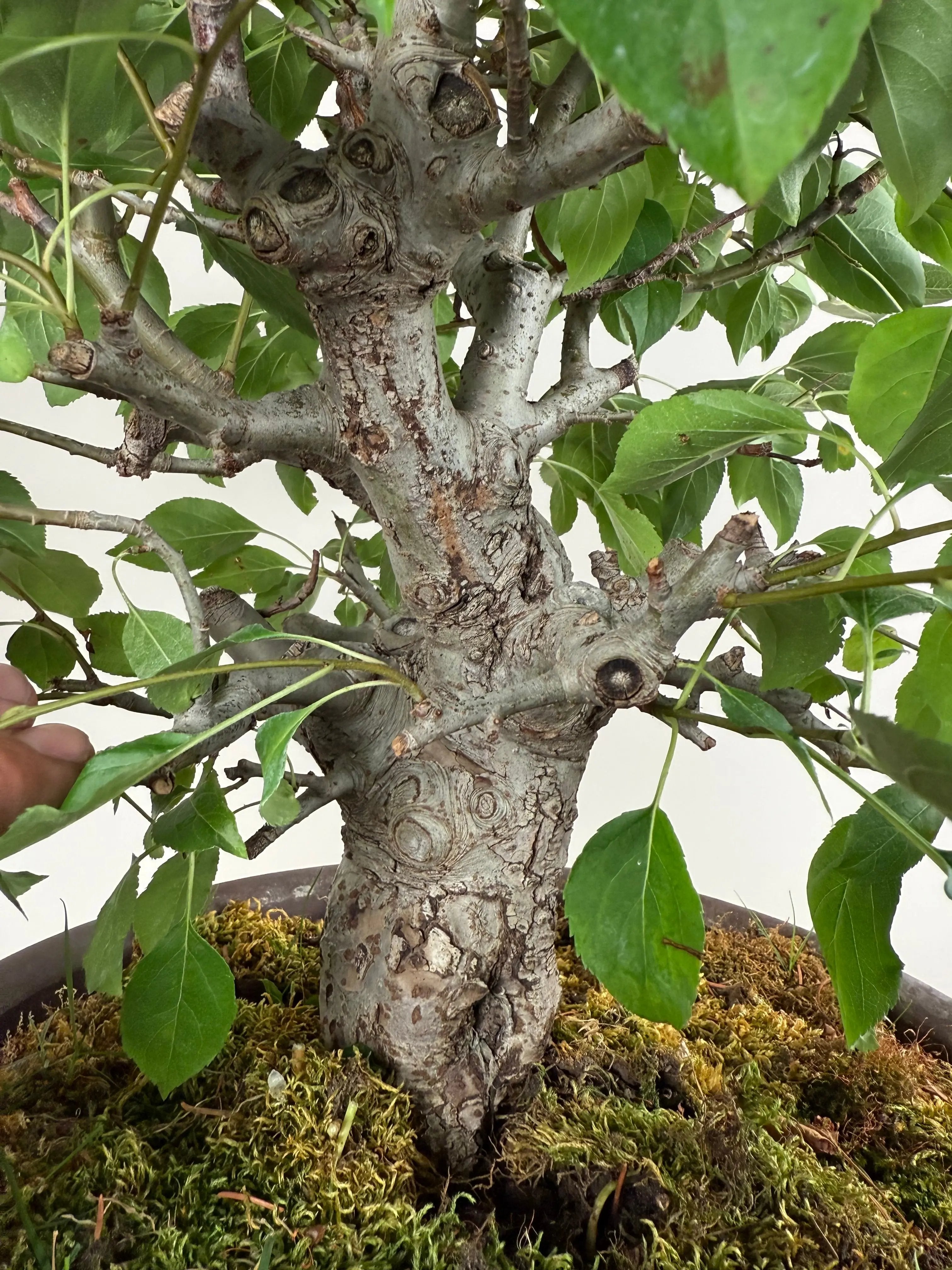 Malus 'Hime Ringo' Canada Bonsai