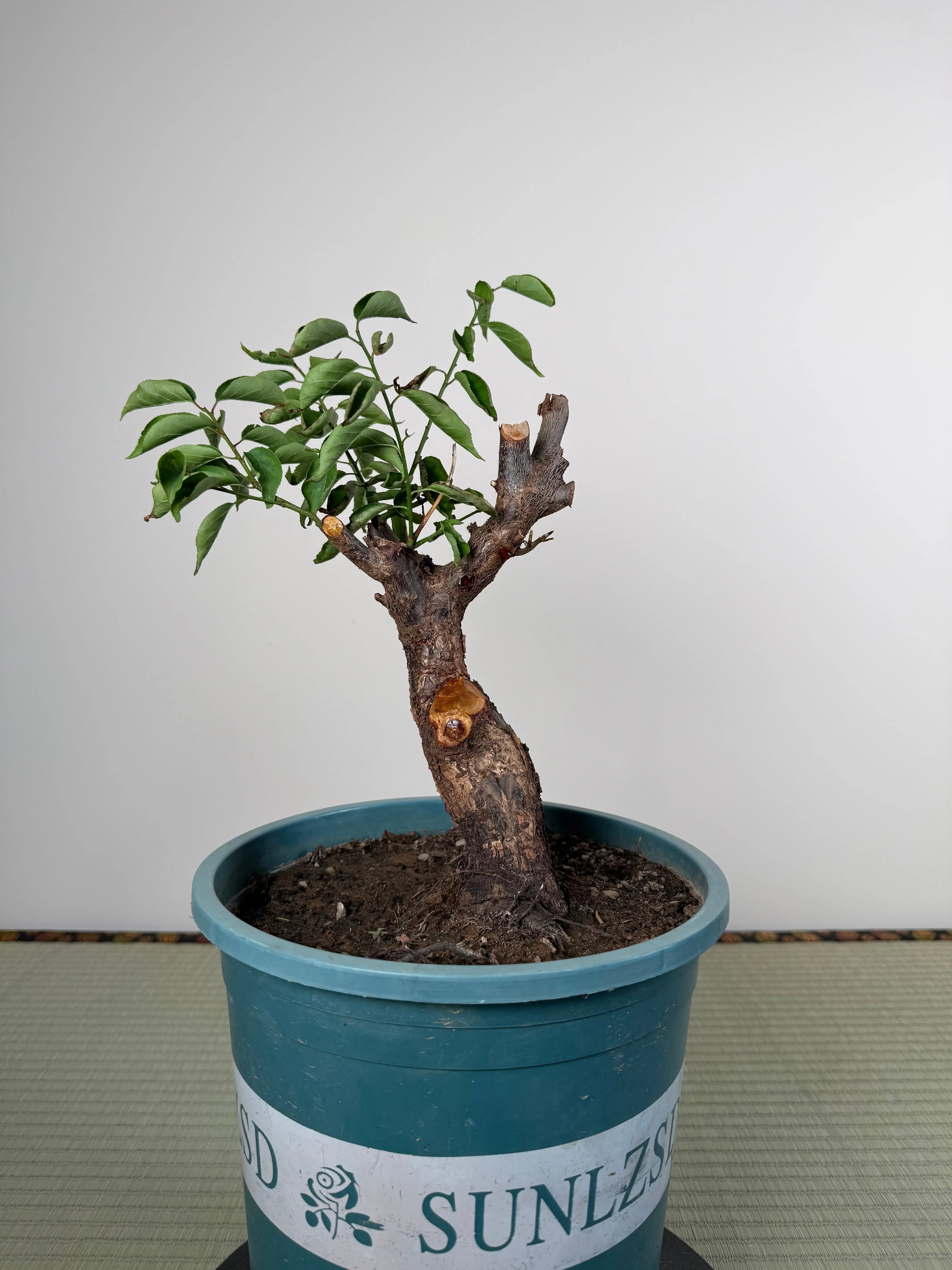 Prunus mume Canada Bonsai