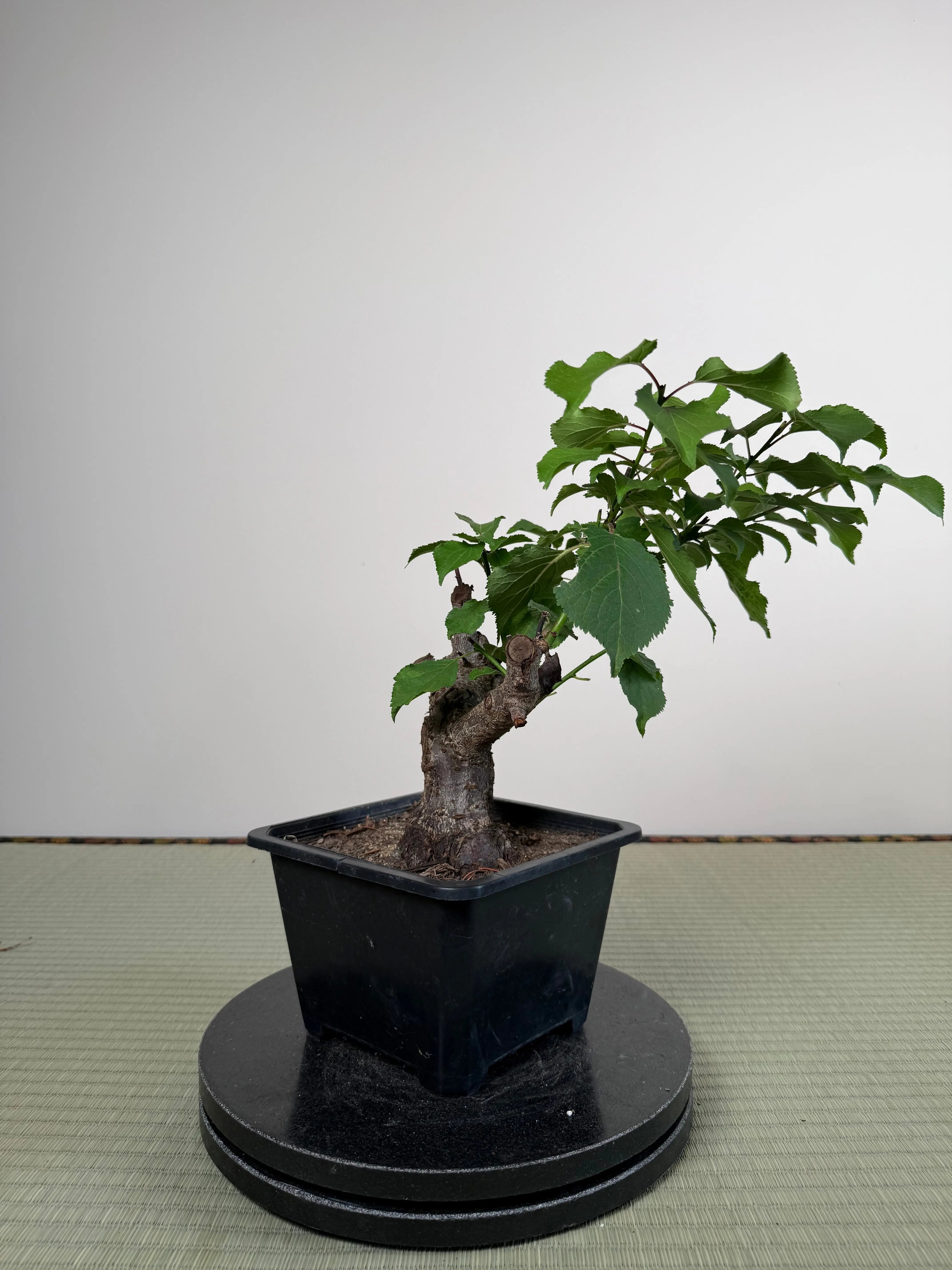 Prunus mume Canada Bonsai