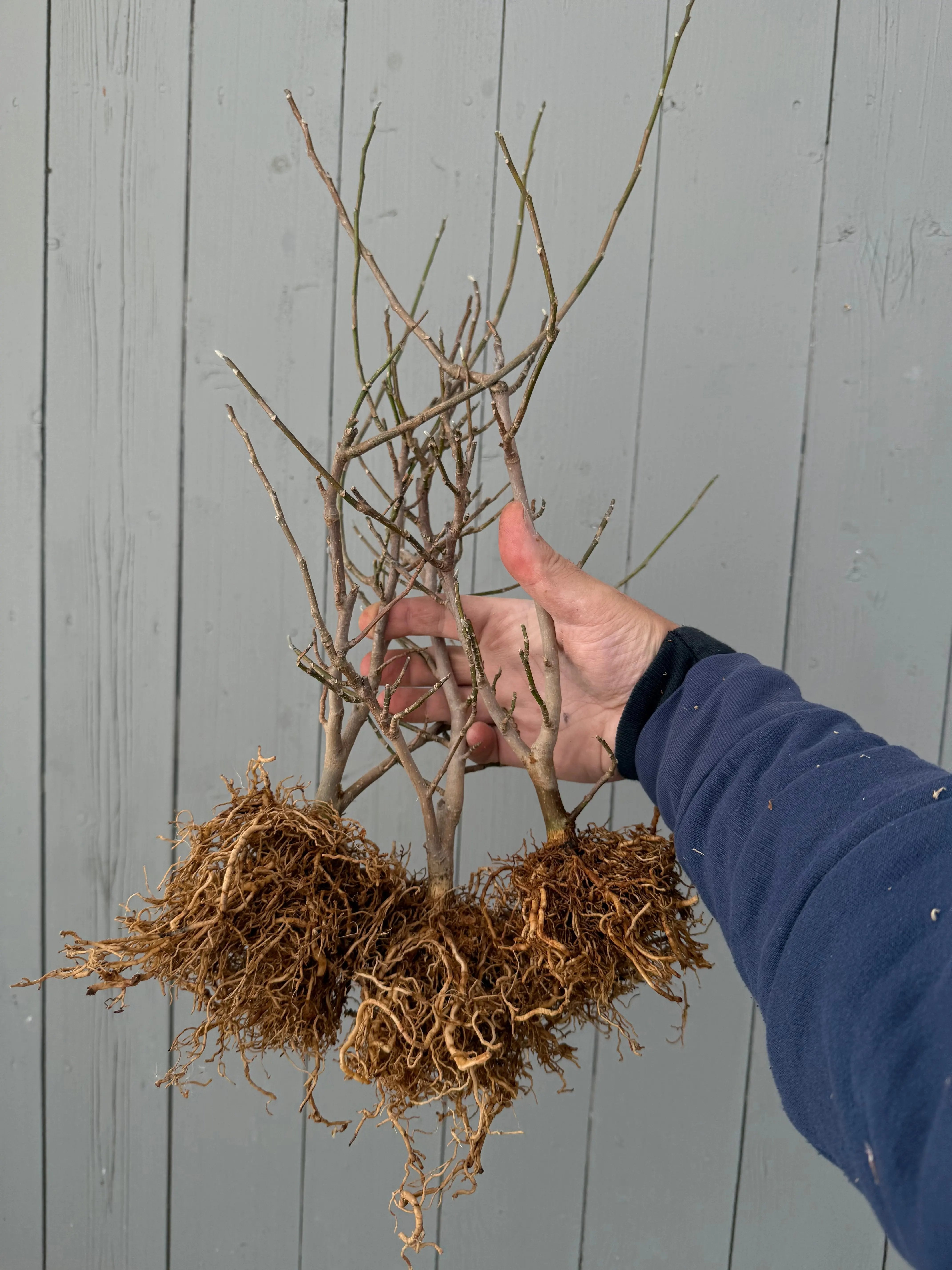 Magnolia Canada Bonsai