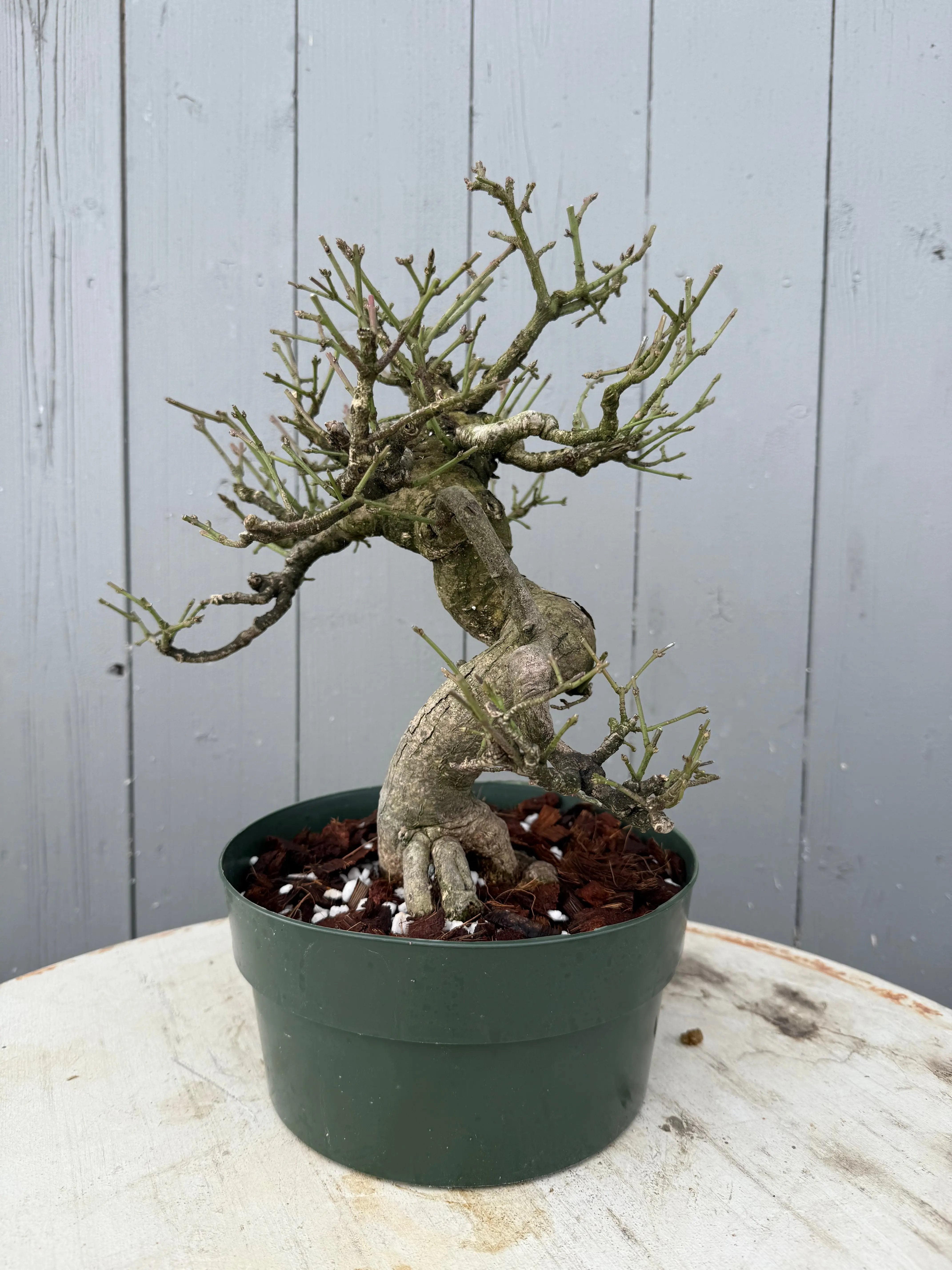 Euonymus Canada Bonsai