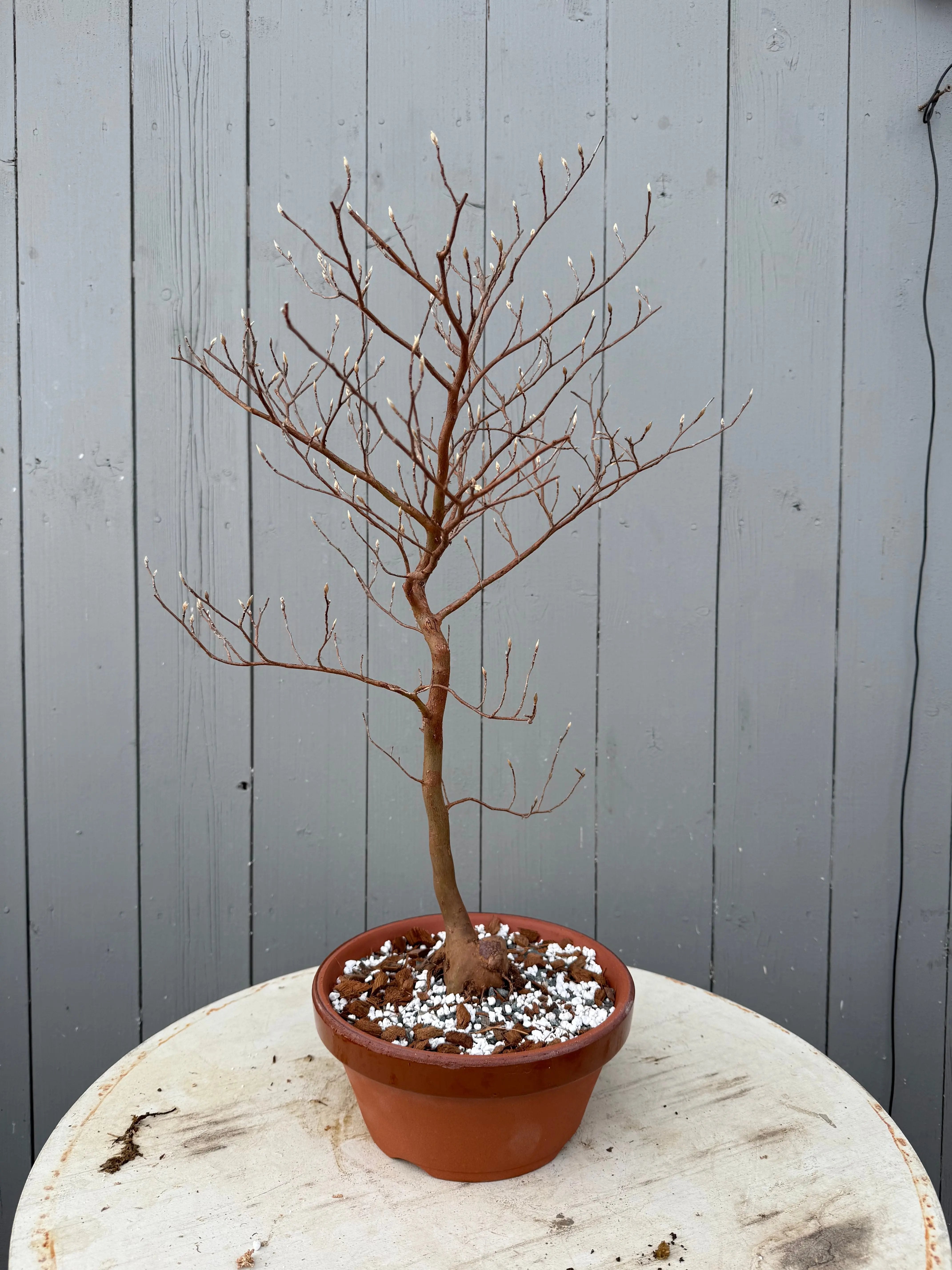 Stewartia monadelpha Canada Bonsai